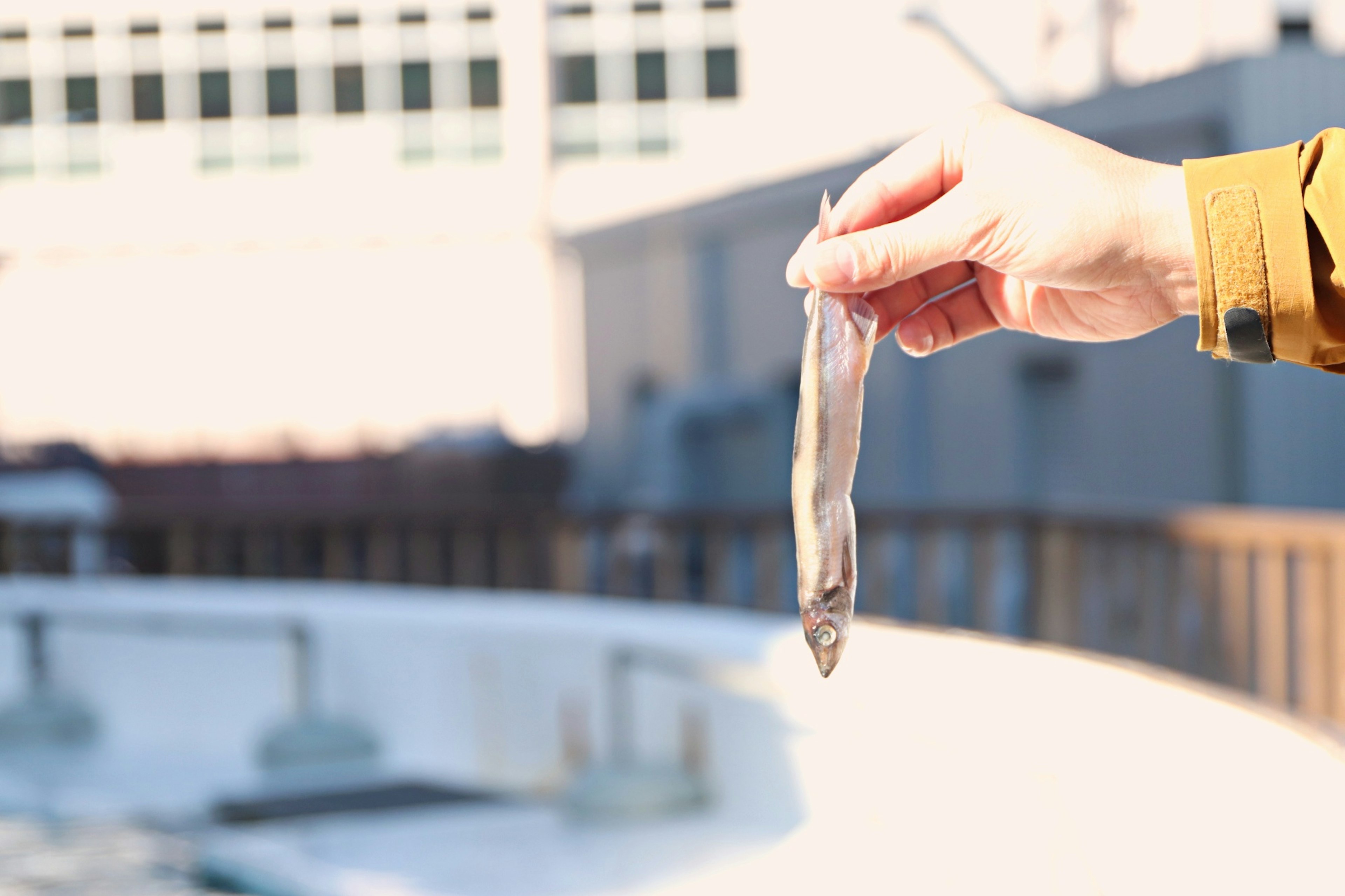 Una mano che tiene un pesce con un edificio sullo sfondo