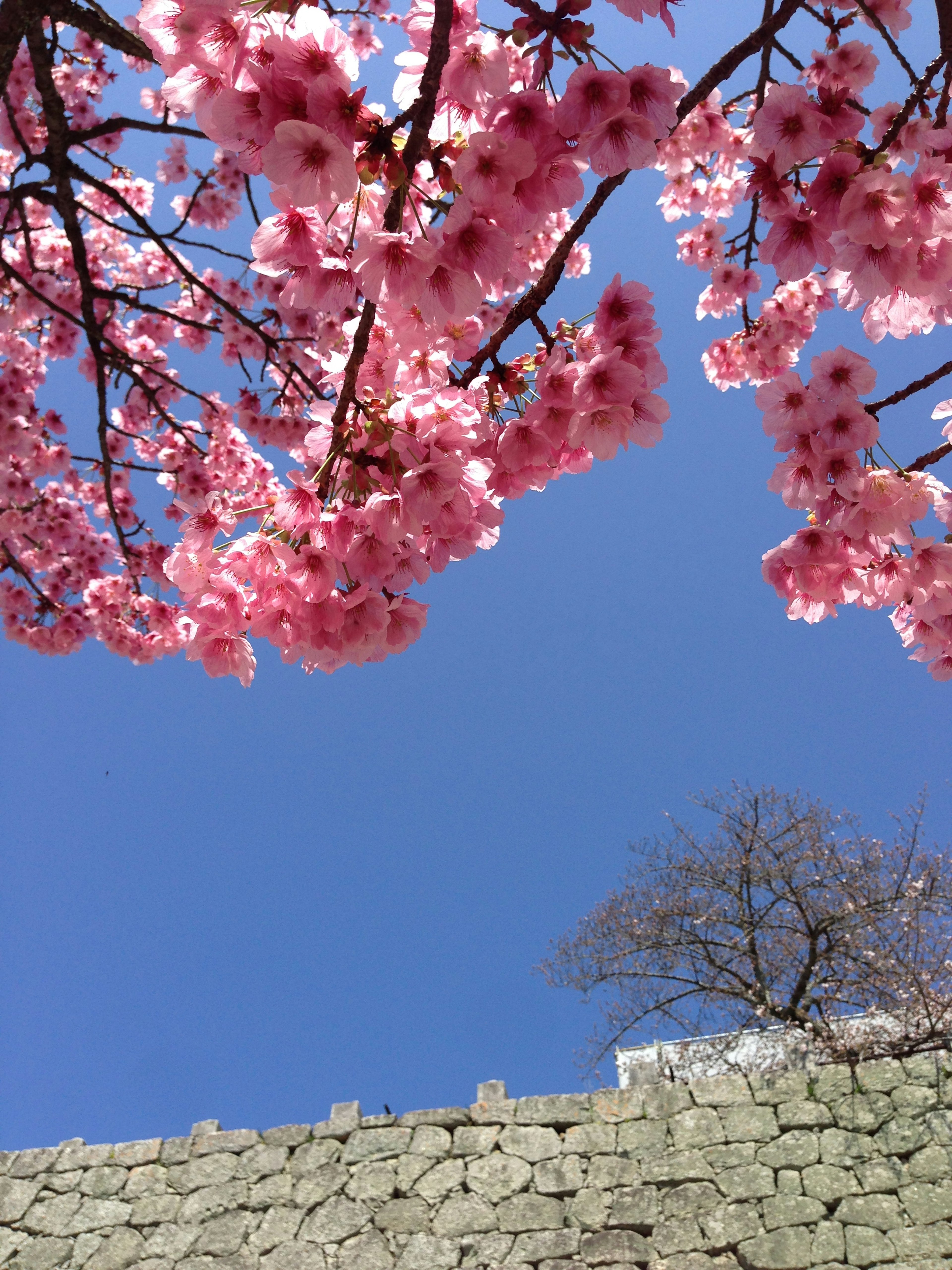 桜の花が咲く青空の下の風景