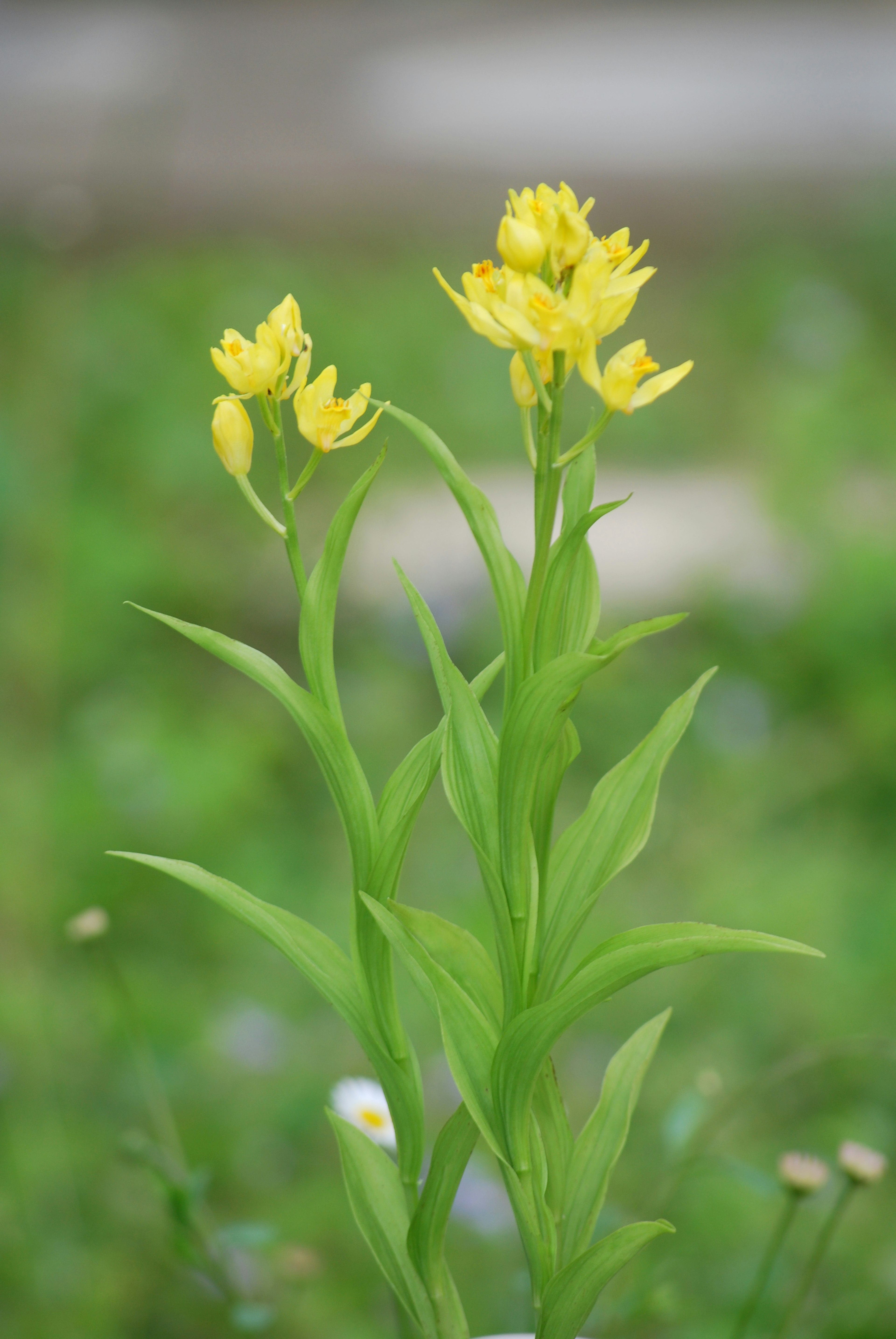 Una pianta con fiori gialli su uno sfondo verde