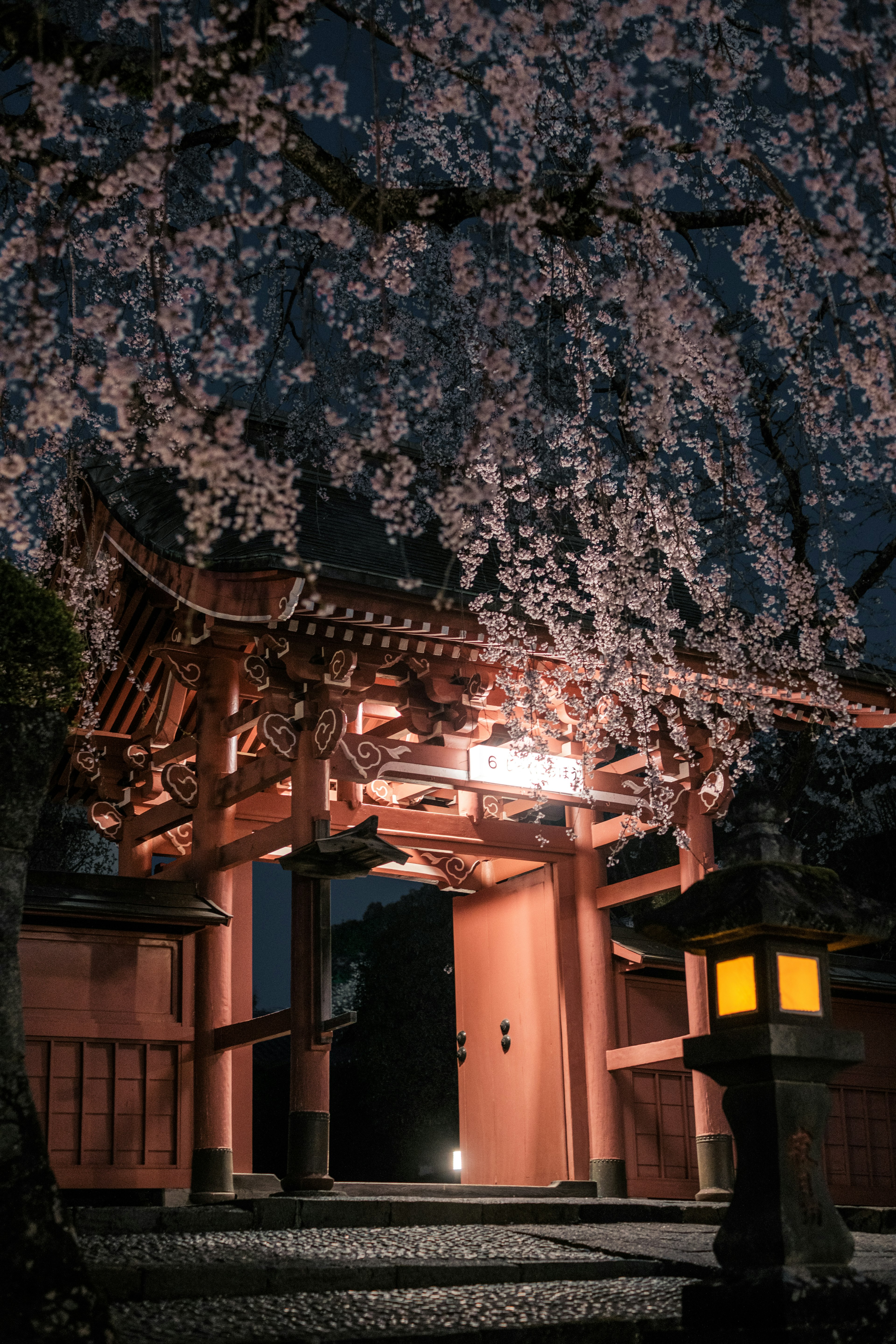 夜間櫻花下的紅色門