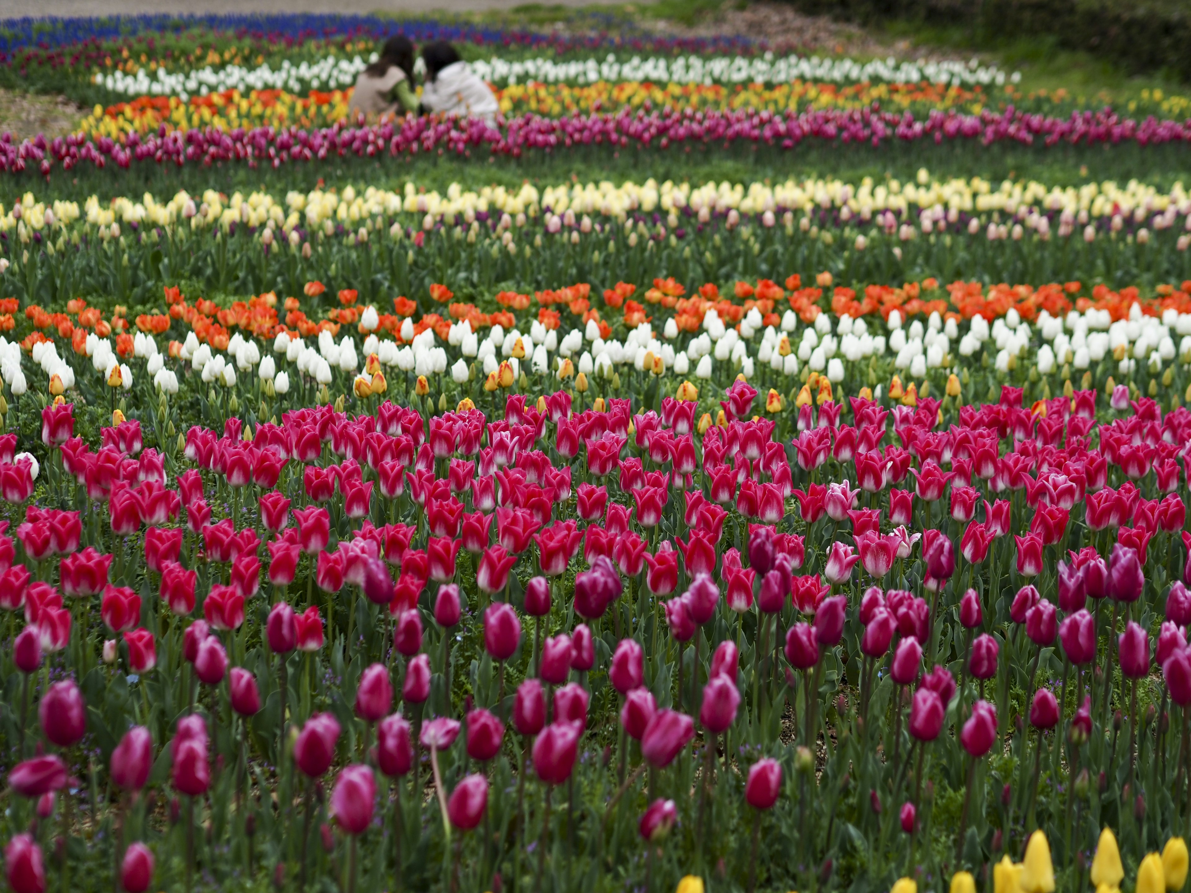 Colorful tulip field with people tending the flowers