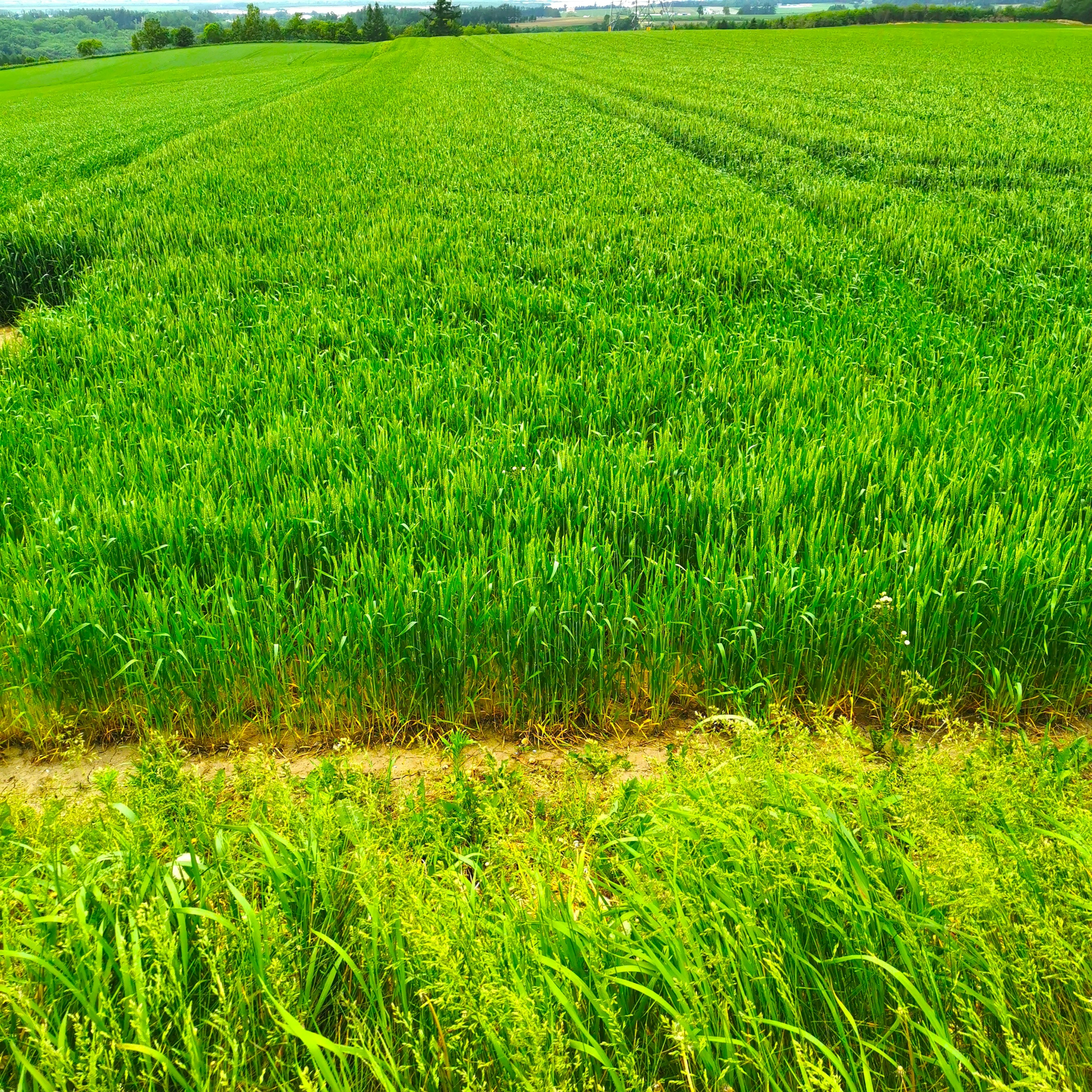 緑豊かな田んぼの景色　青空の下で広がる穀物　田んぼの手前に生えた雑草