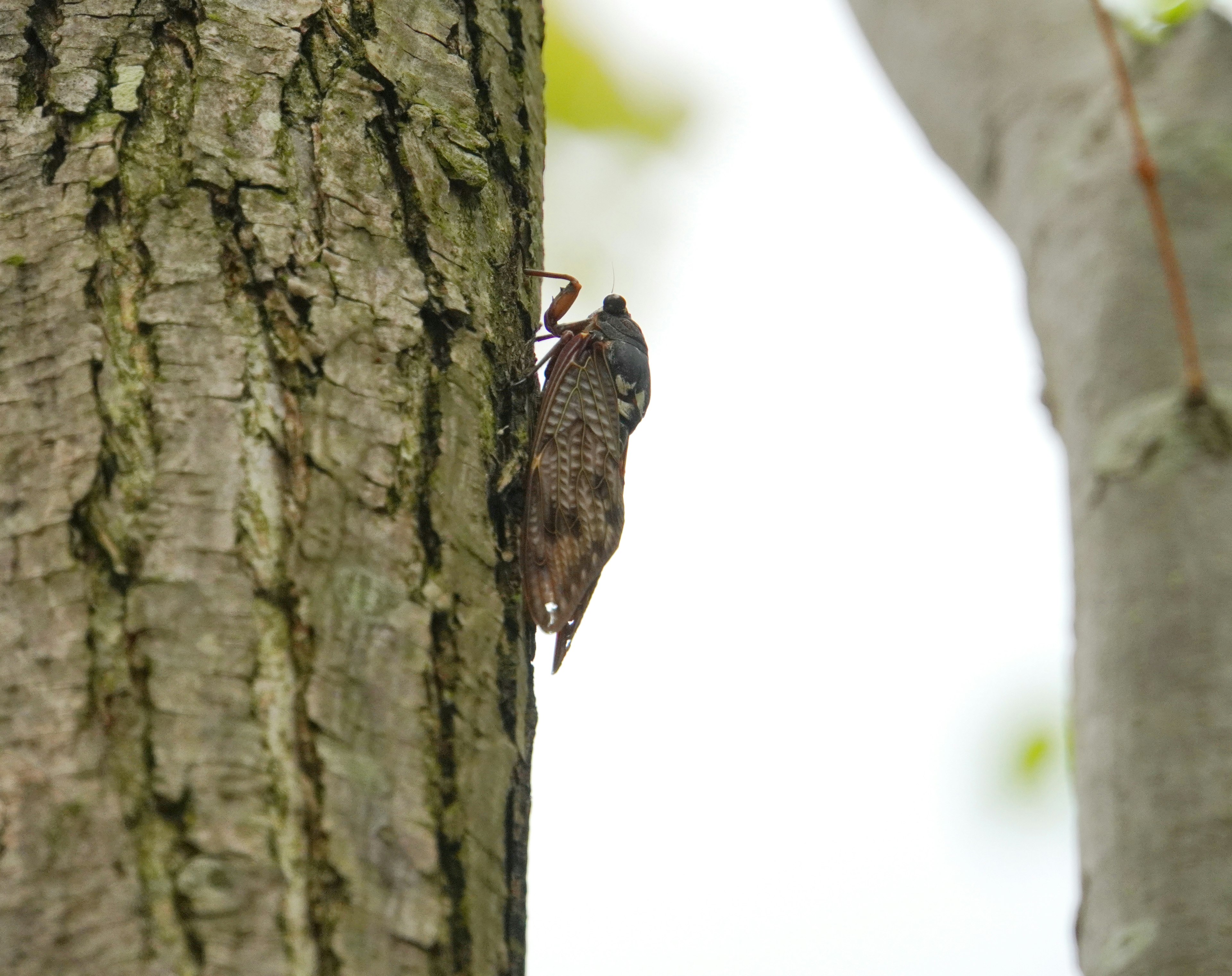 Cigarra posada en el tronco de un árbol