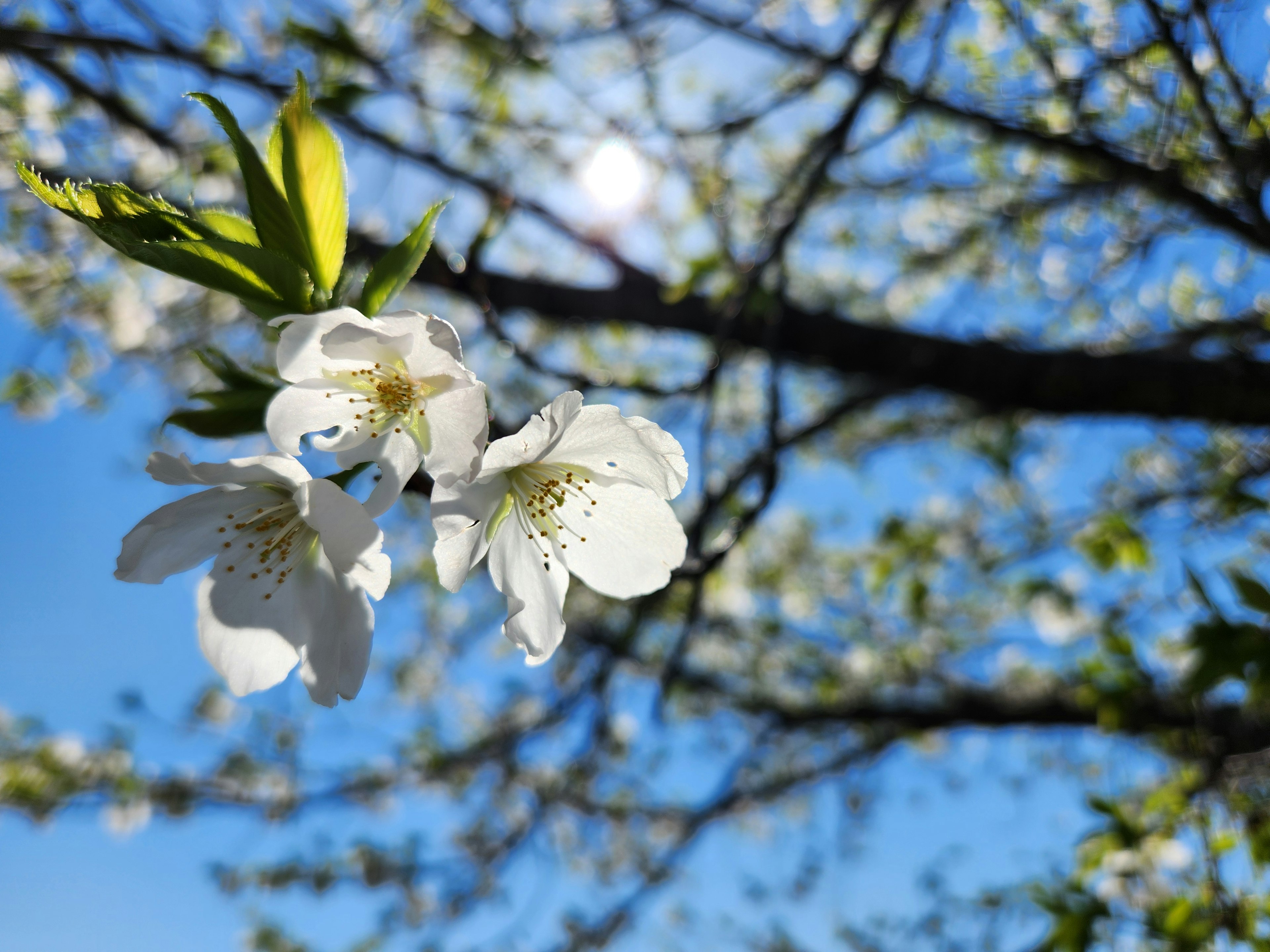 Primo piano di fiori bianchi su un ramo contro un cielo azzurro