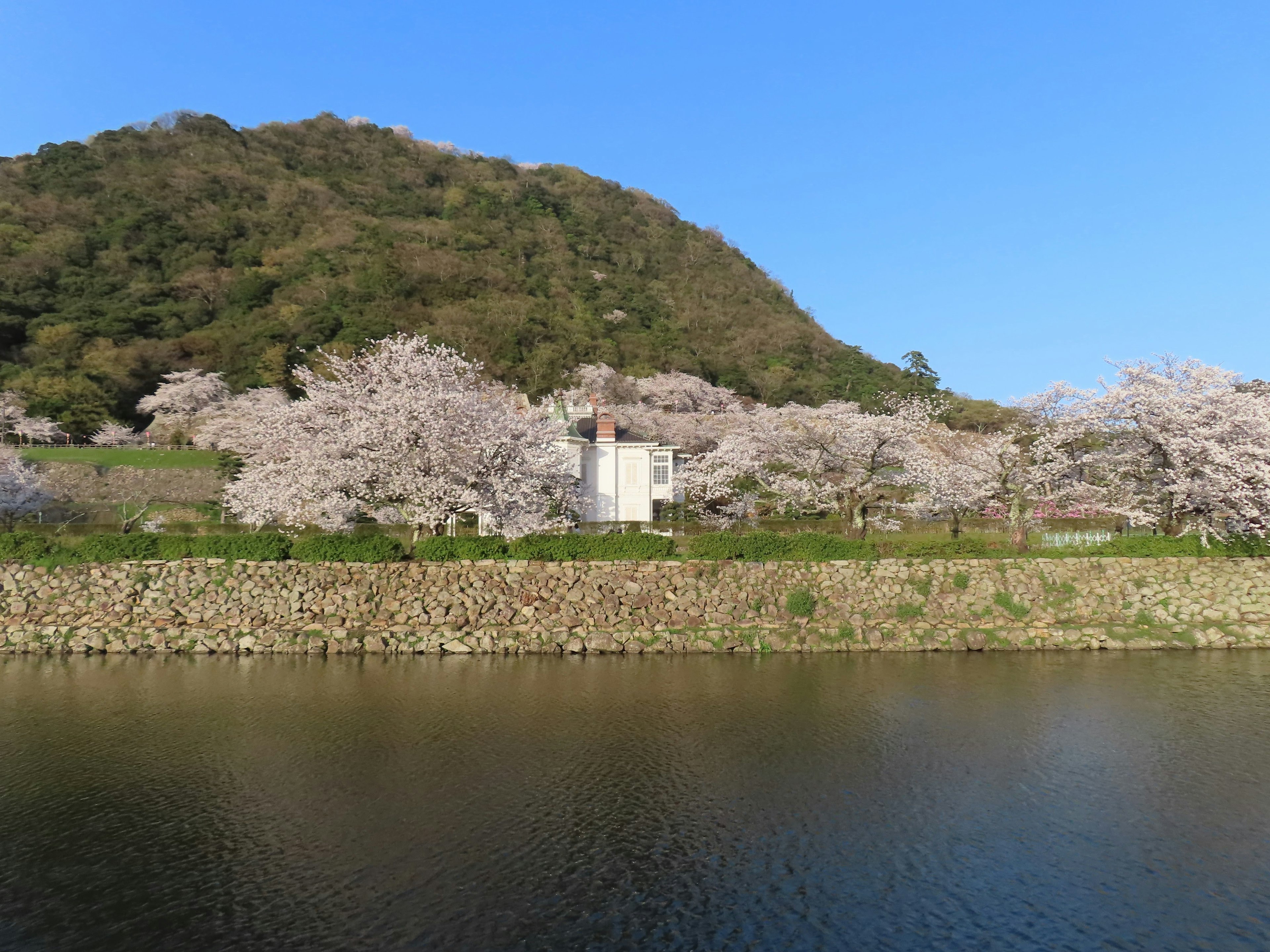 Vue panoramique d'arbres en fleurs le long d'une rivière avec une montagne en arrière-plan