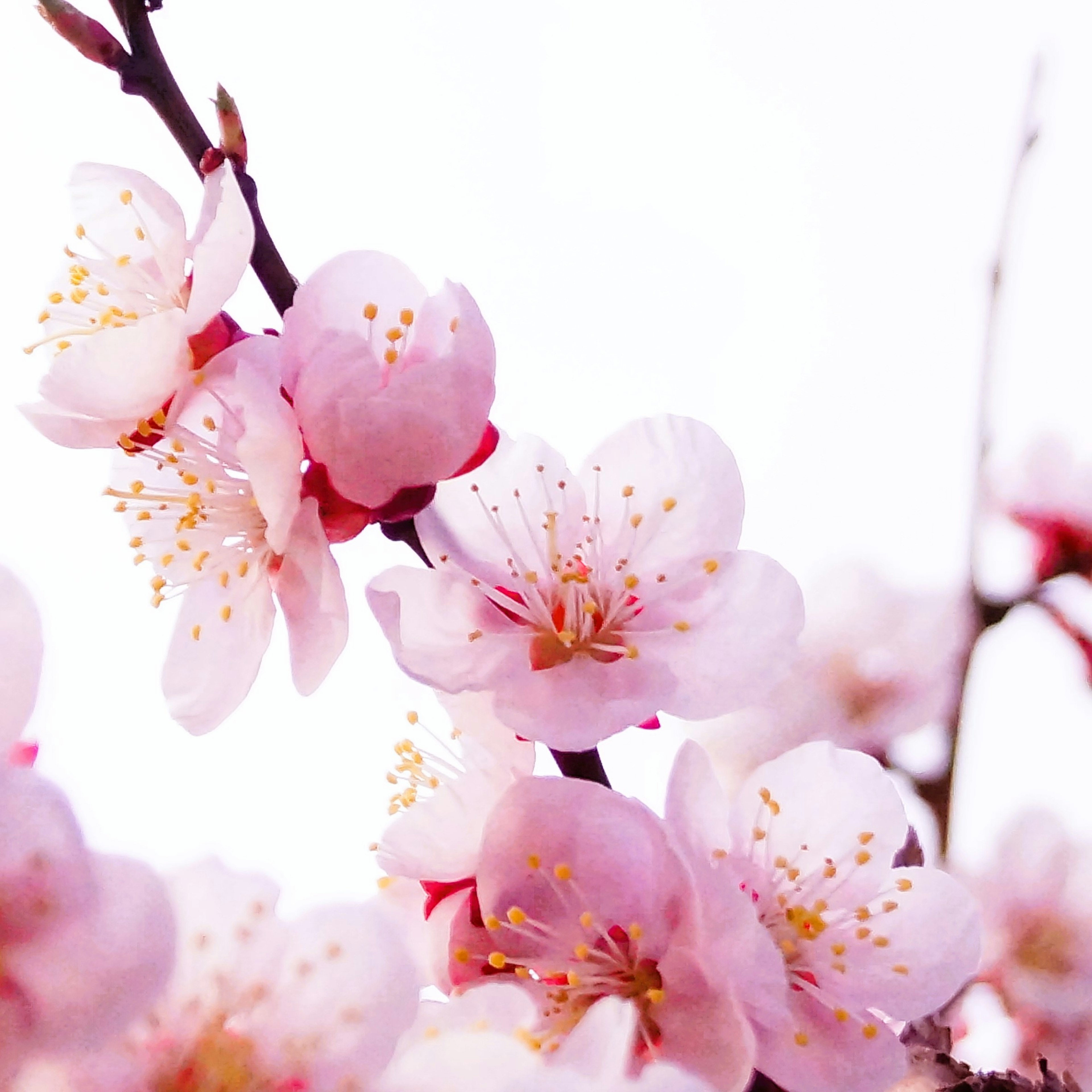 樱花在枝上的特写