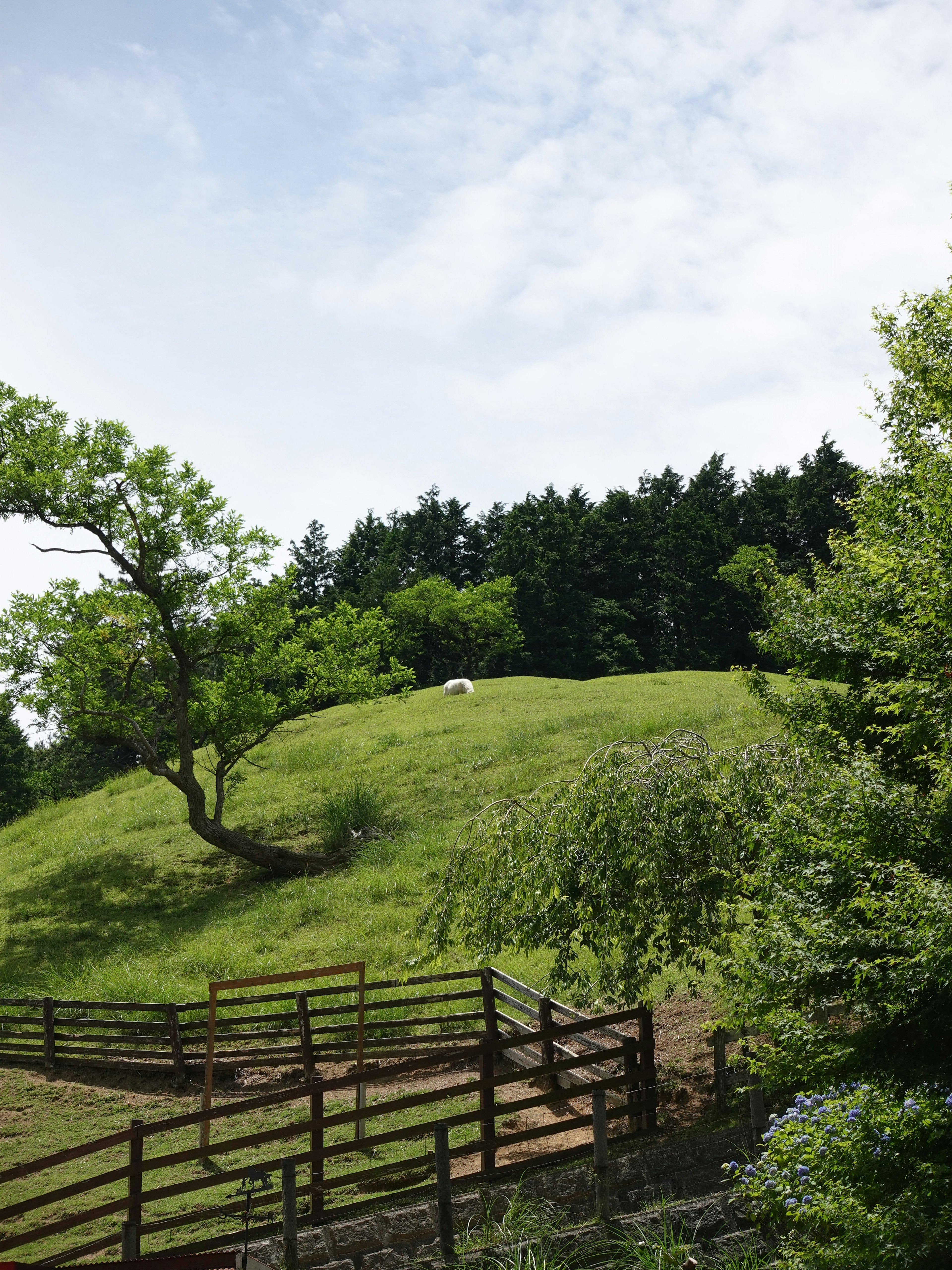 Una vista escénica de una colina verde con un caballo blanco, rodeada de árboles y naturaleza exuberante