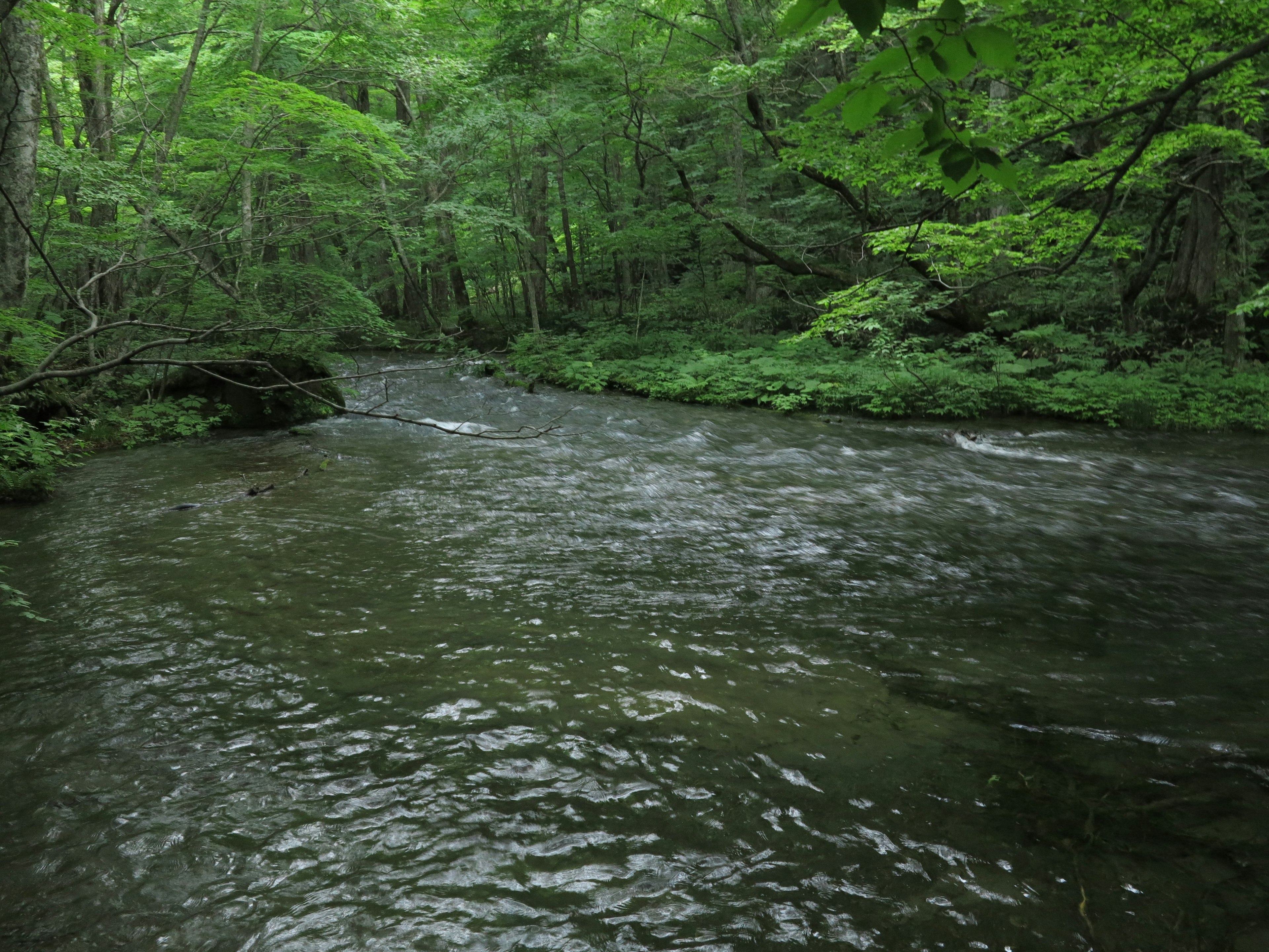 Ruhiger Fluss, der durch einen üppigen grünen Wald fließt