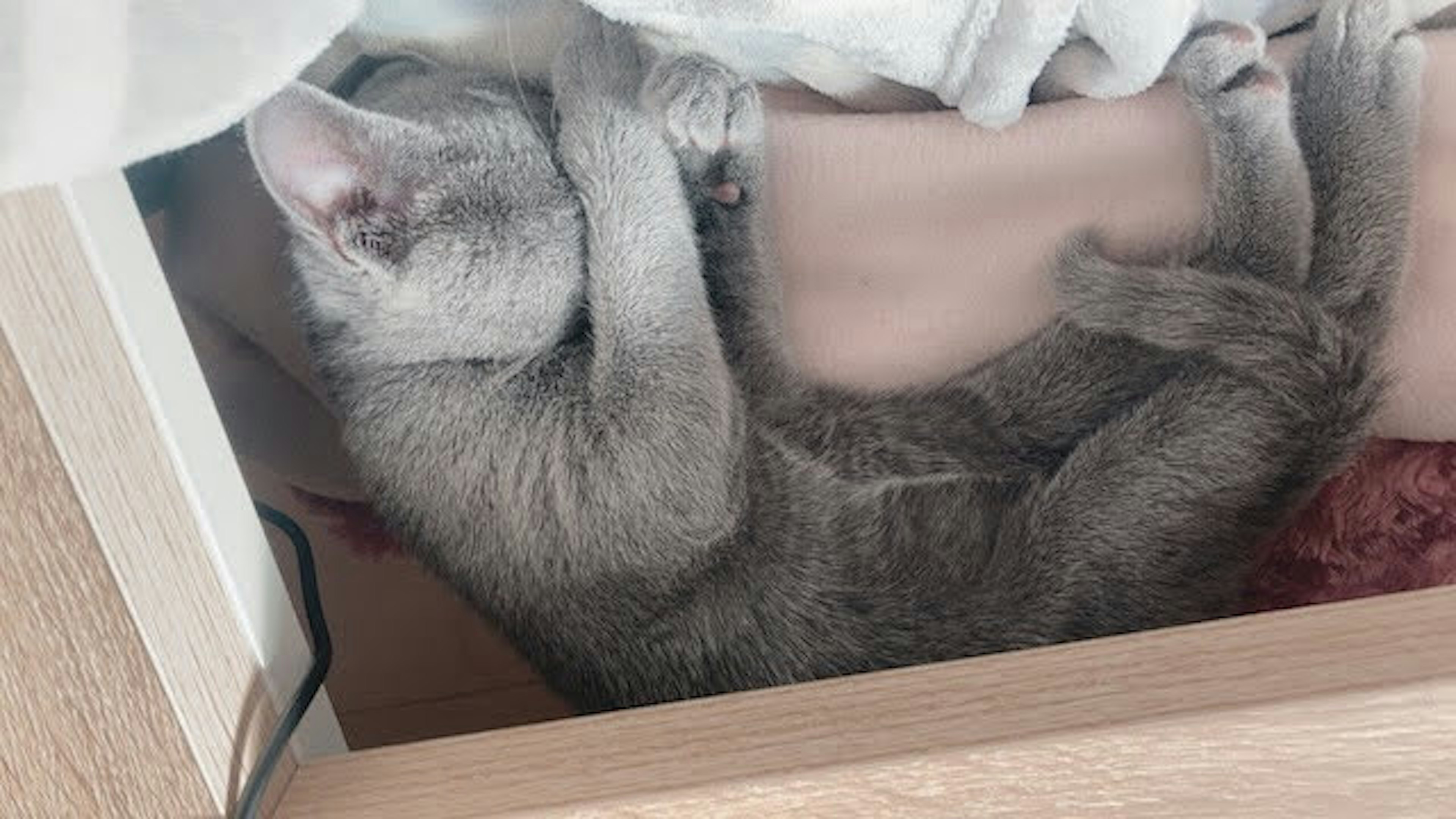 Gatto grigio arrotolato che dorme sotto una coperta