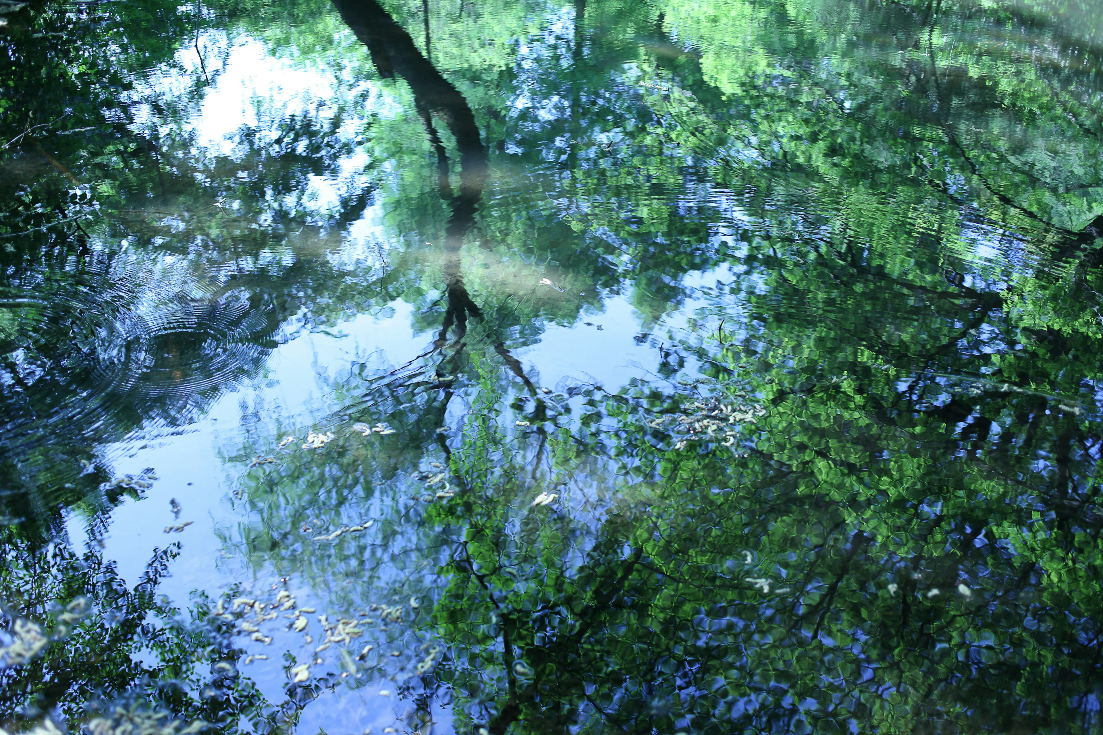 Reflection of green trees on a calm water surface