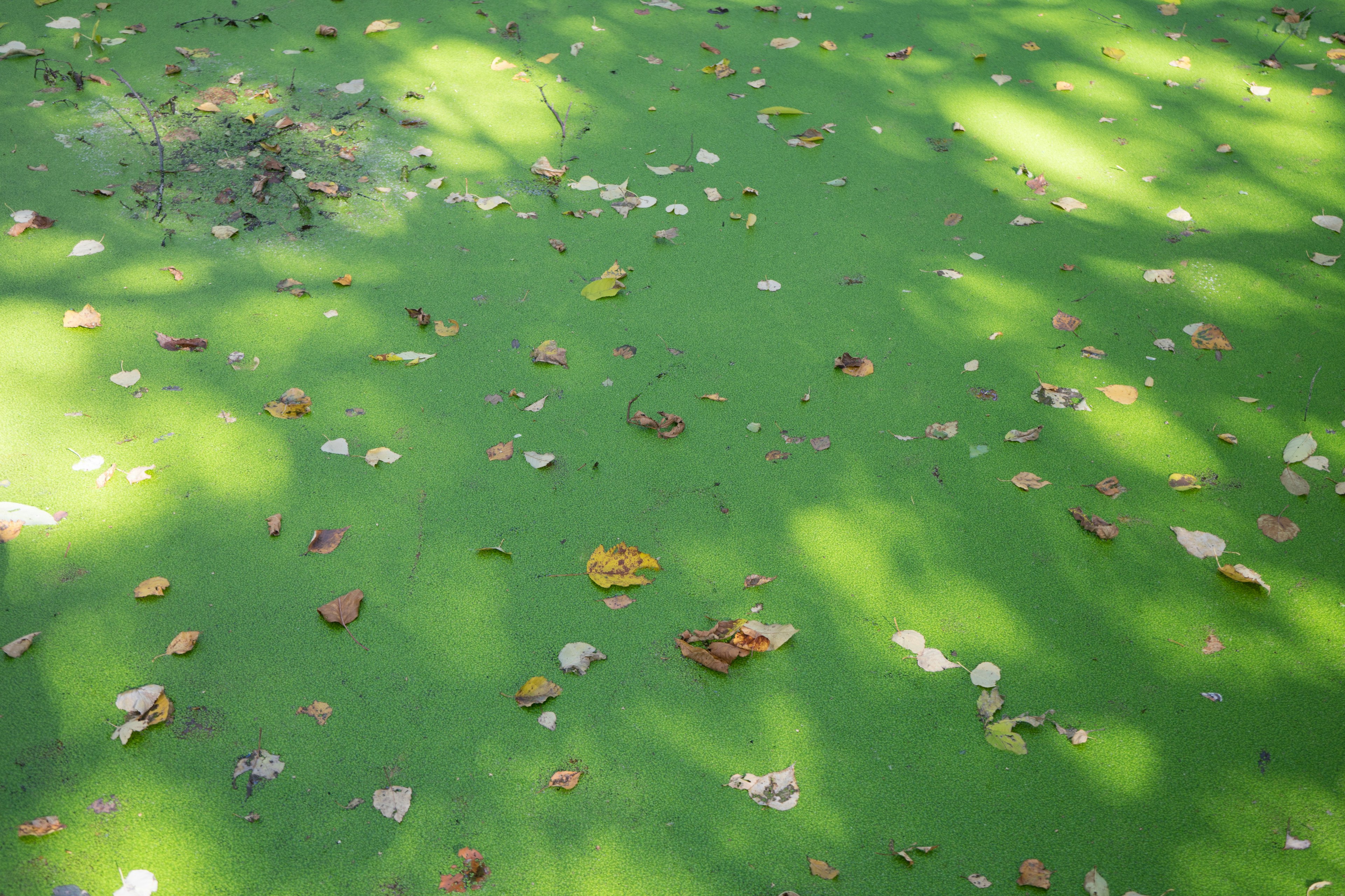 Une surface verte couverte de feuilles tombées éparpillées