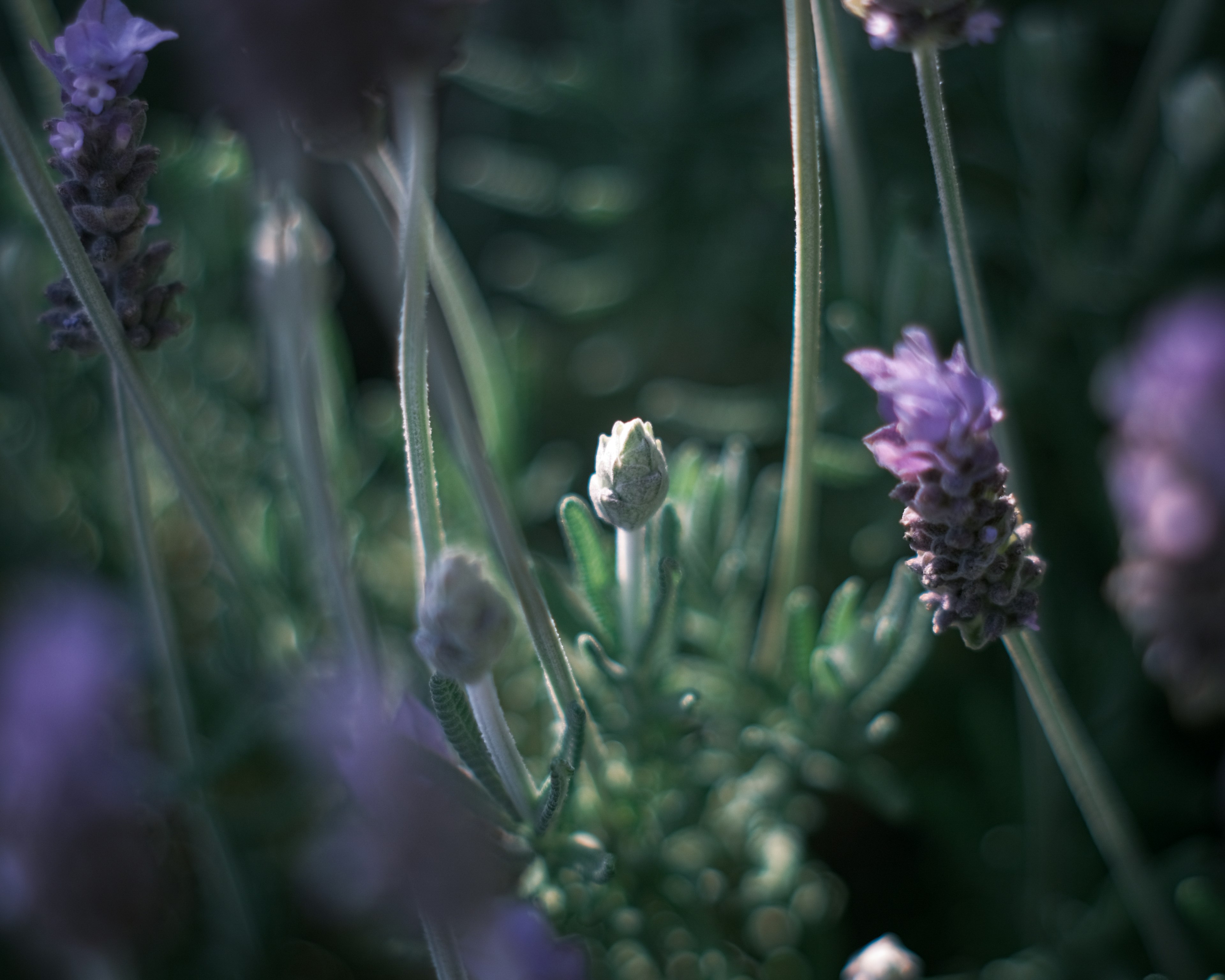 Flores de lavanda en un fondo verde con flores moradas prominentes