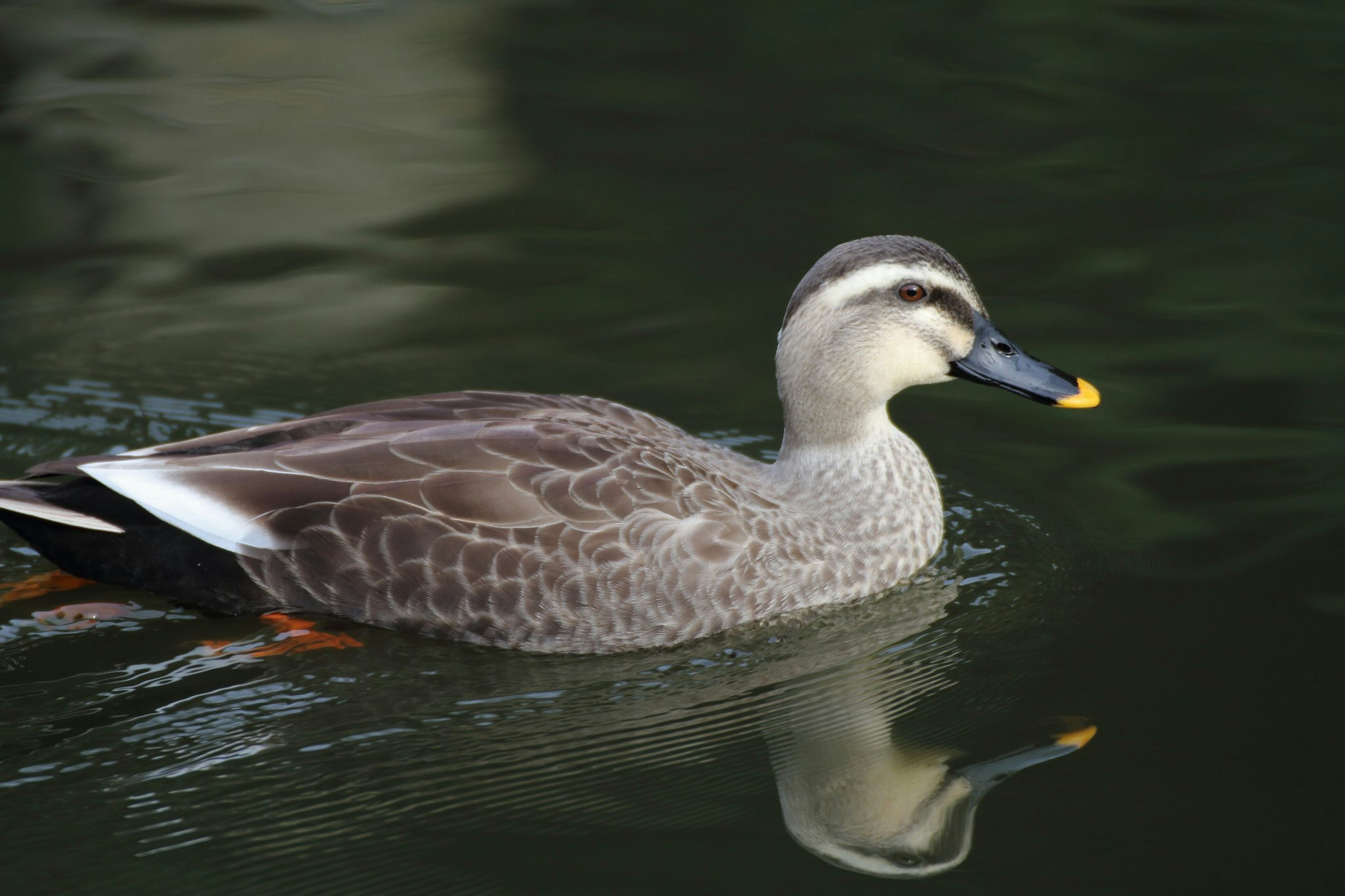 Una especie de pato nadando en la superficie del agua con plumas marrones y grises mezcladas