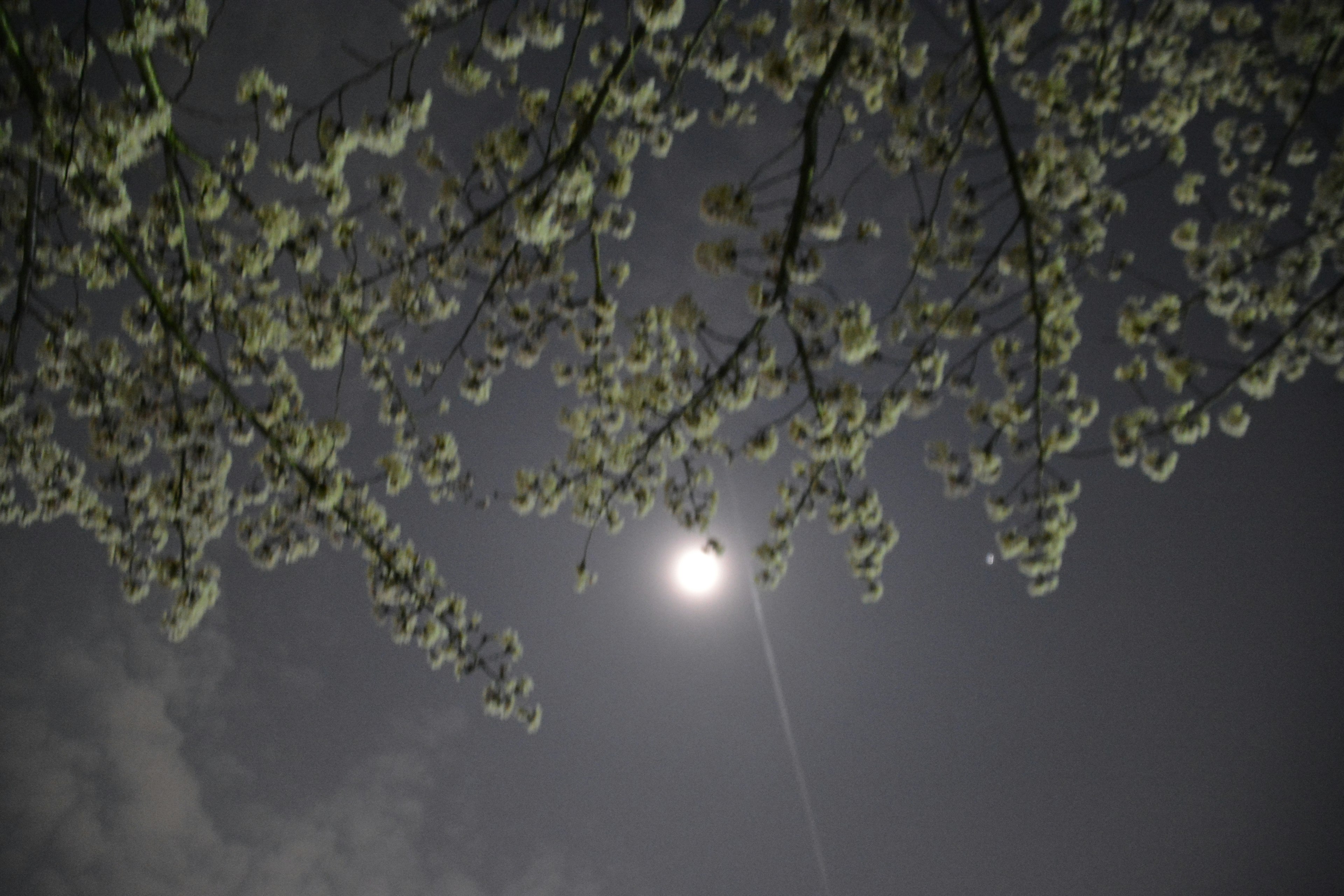 夜空に浮かぶ満月と桜の花が映る美しい風景