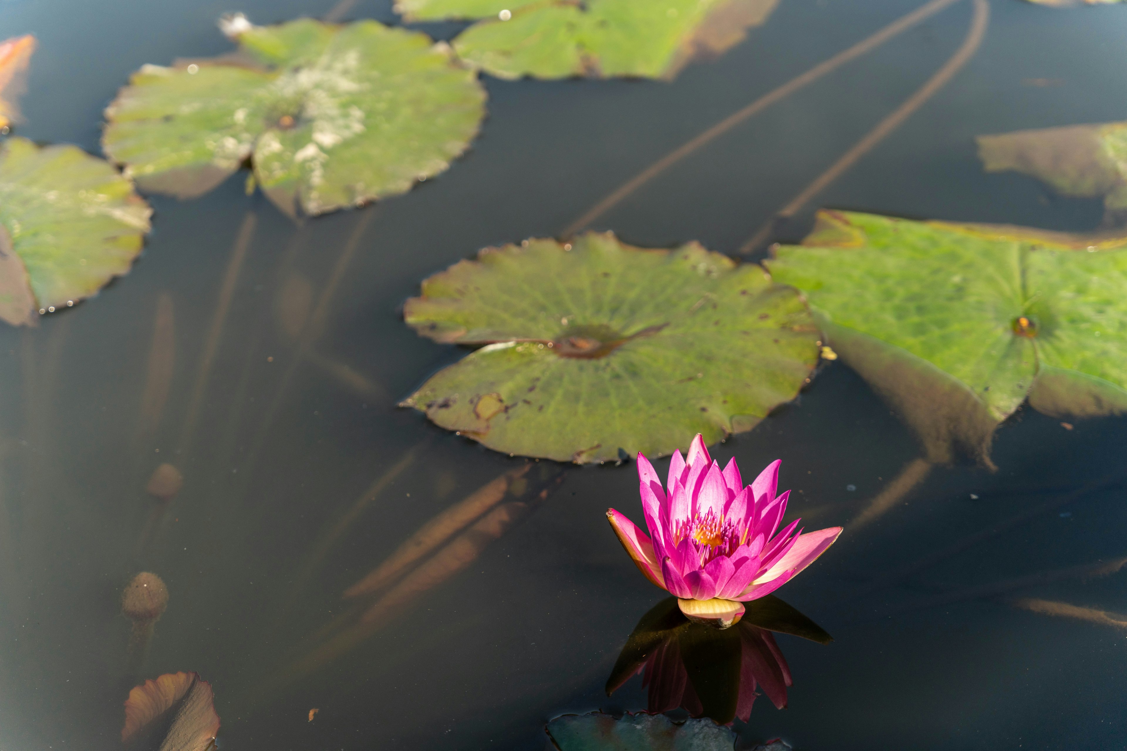 Fiore di loto rosa che galleggia sull'acqua con foglie di ninfea verdi