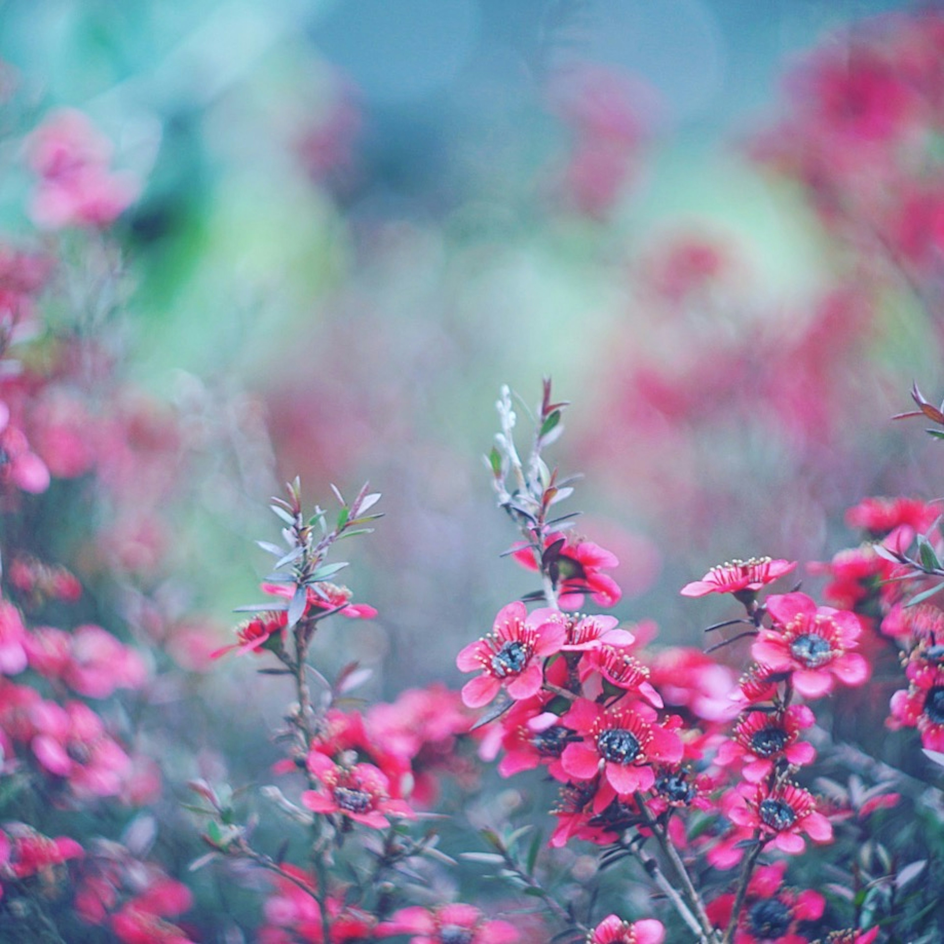 鮮やかなピンクの花が咲く植物のクローズアップ画像