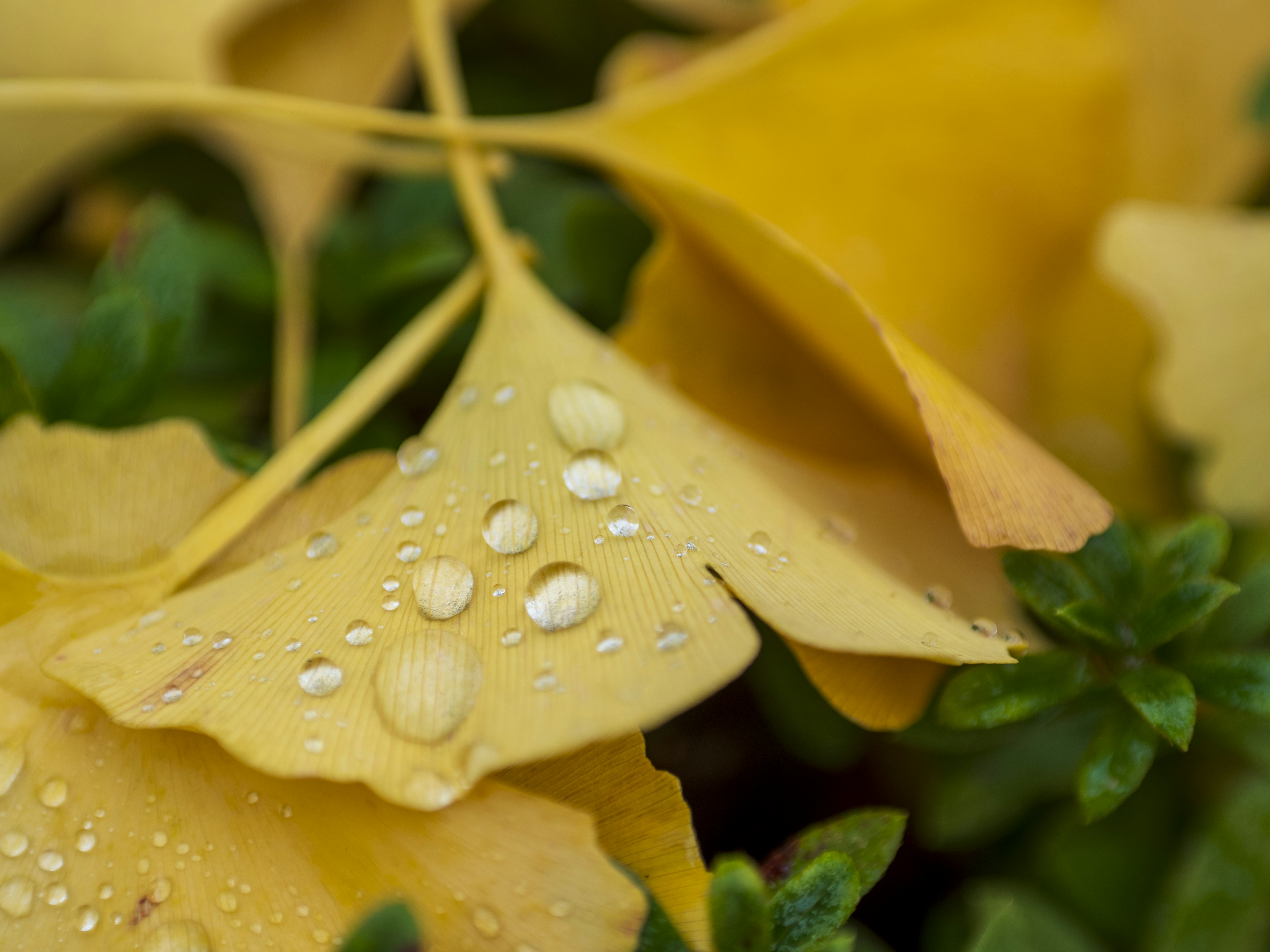 Daun ginkgo kuning dengan tetesan air di latar belakang hijau