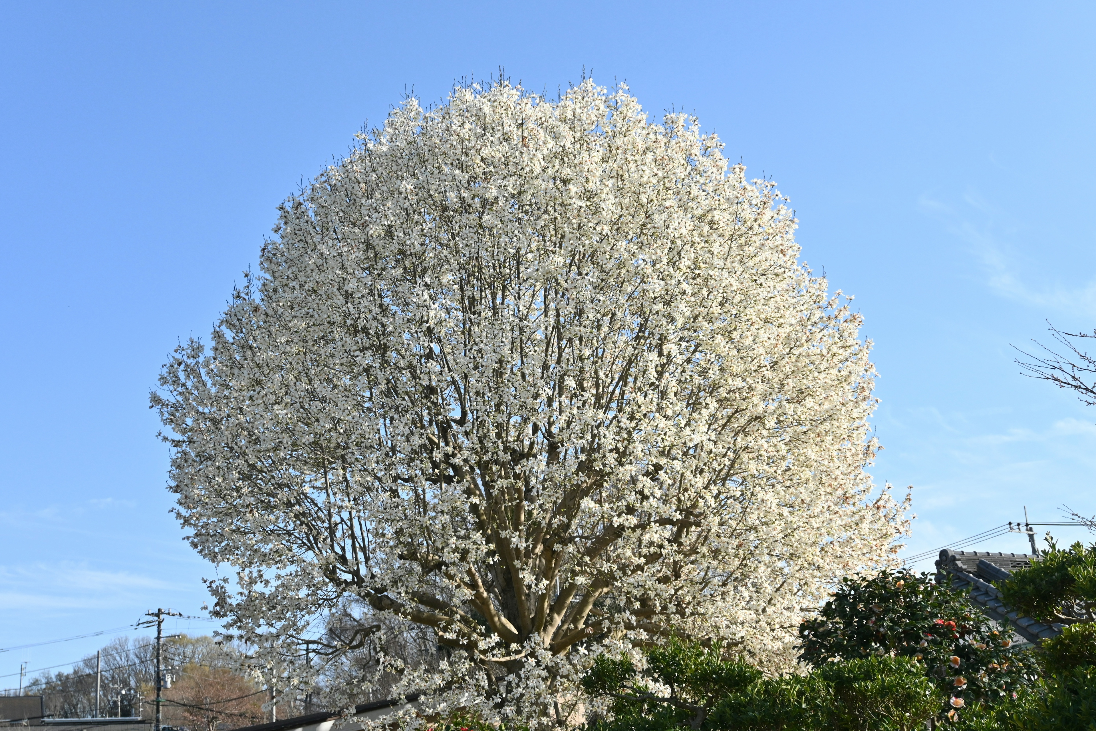 Large tree in full bloom with white flowers against a blue sky