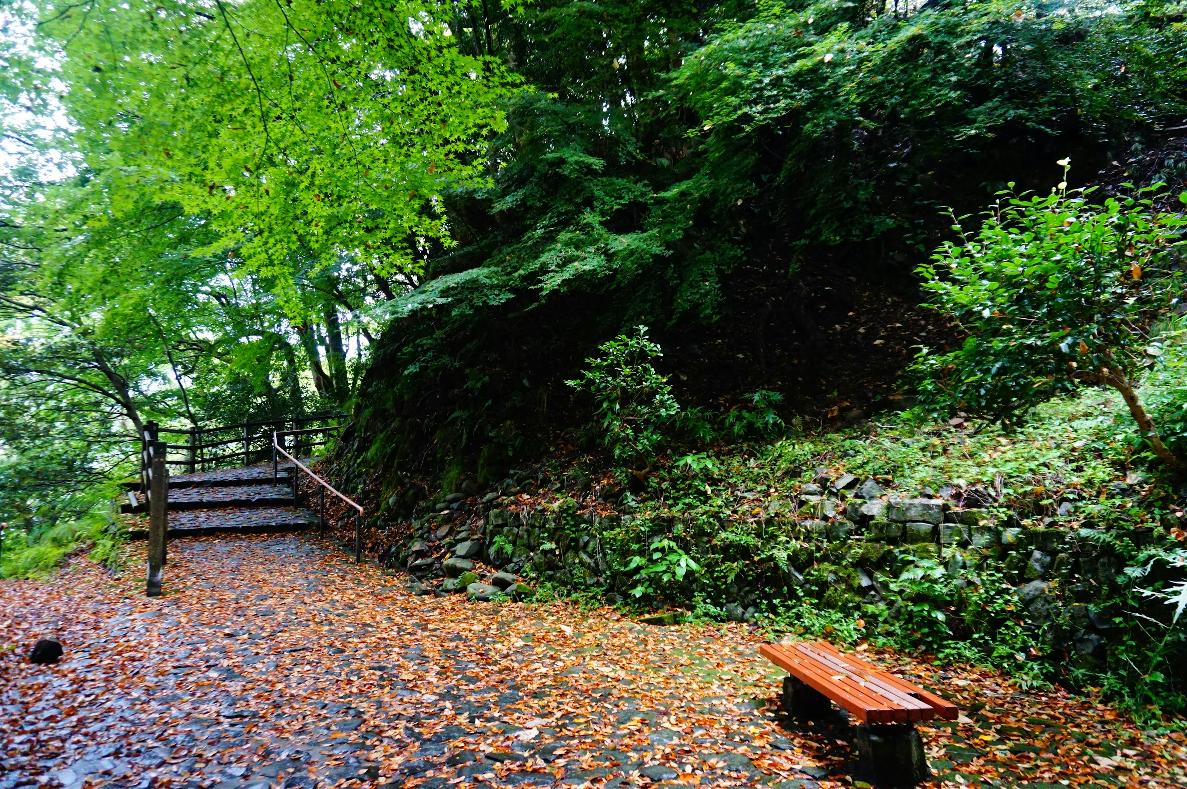 Sentier paisible avec des escaliers et un banc en bois entouré de feuillage vert