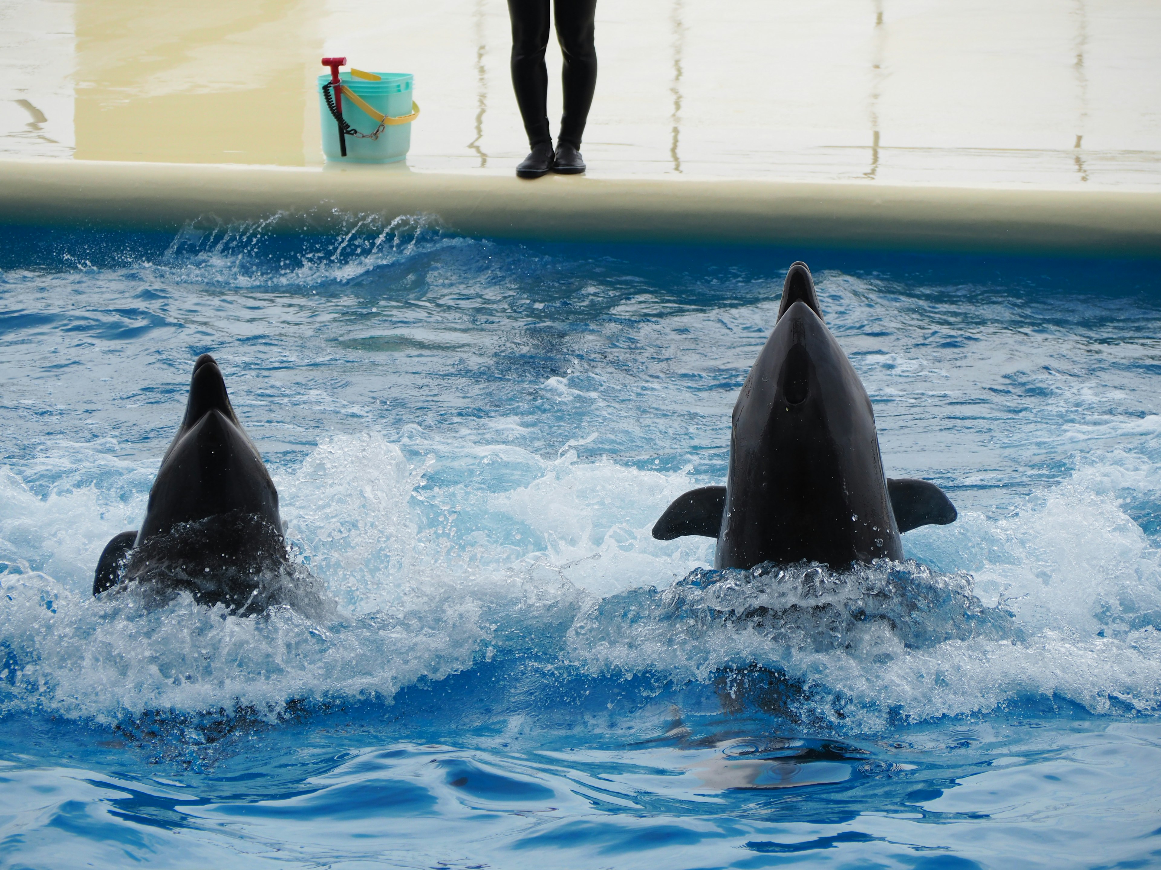 Deux dauphins sautant hors de l'eau