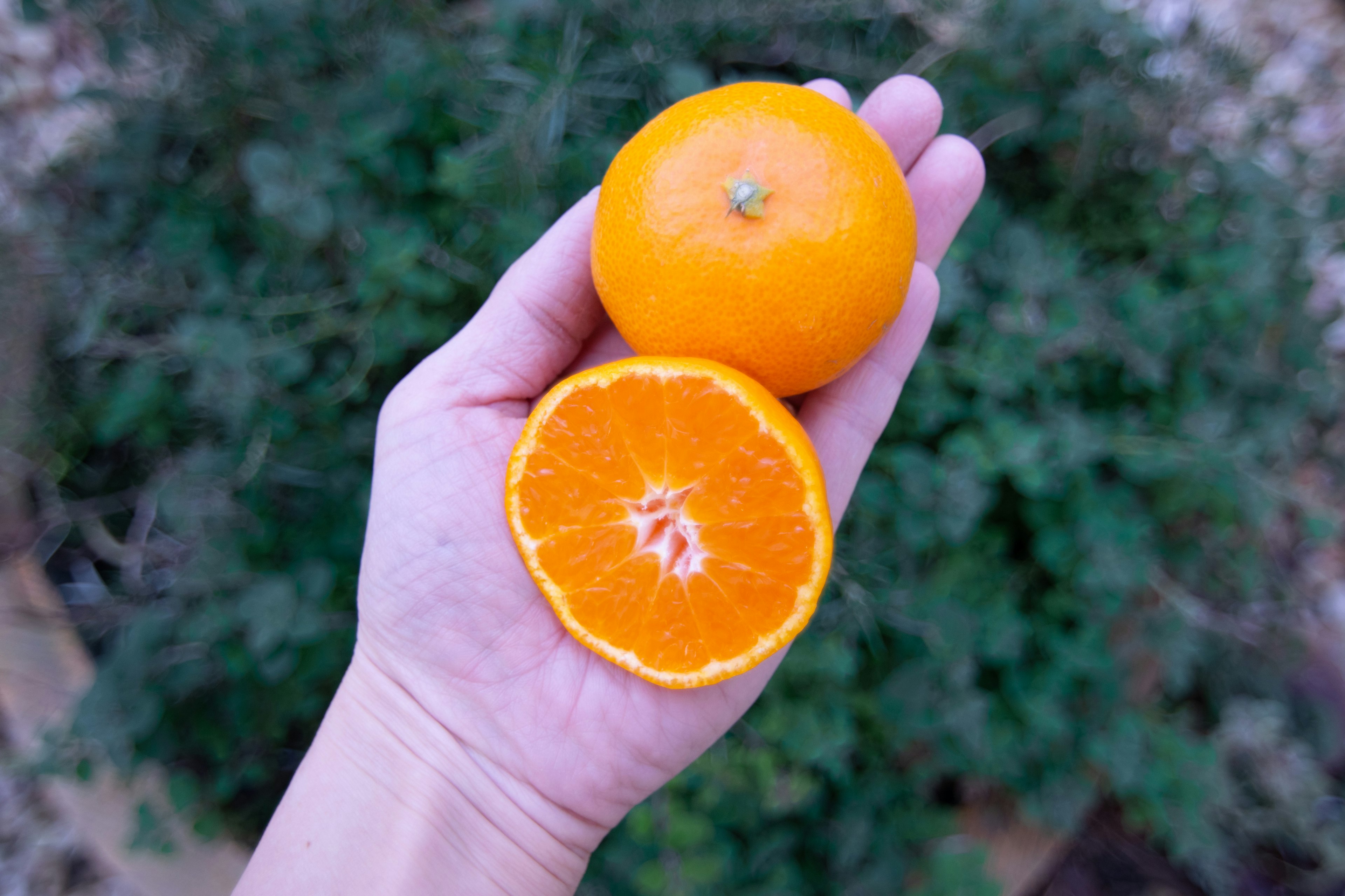 A hand holding a whole orange and its sliced half with green foliage in the background