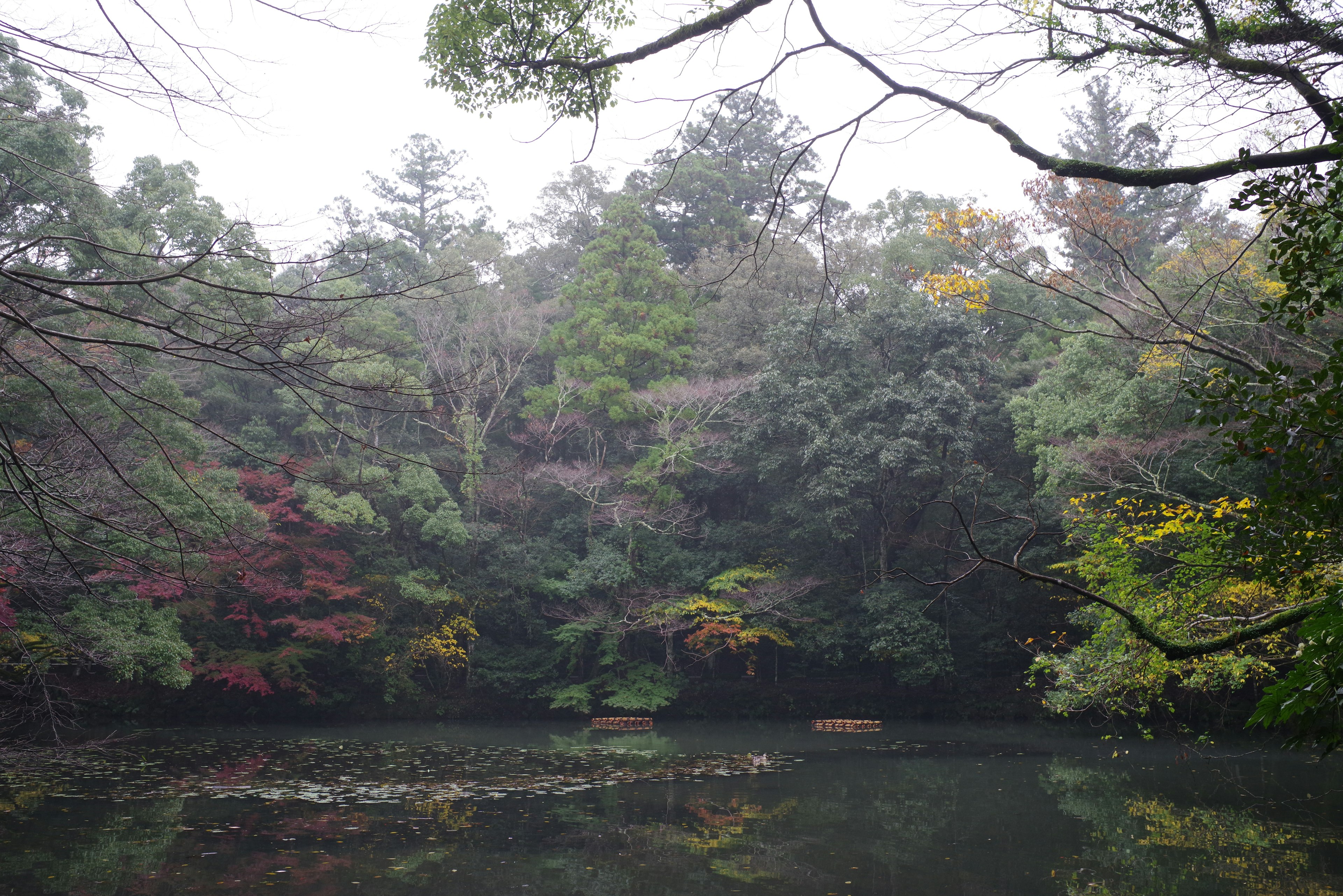 Serene pond with colorful trees in autumn