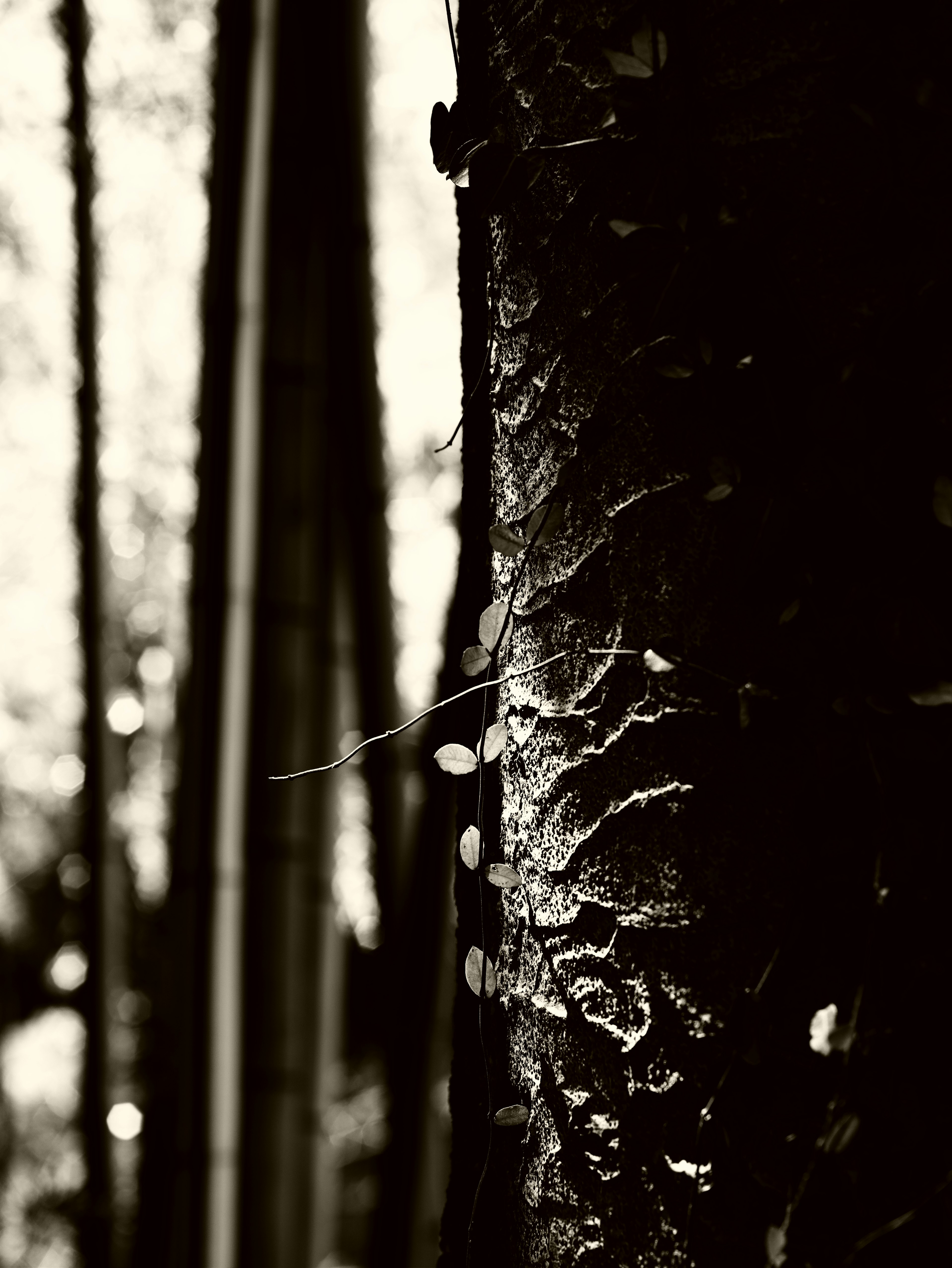 Acercamiento de un tronco de árbol en un bosque de bambú en blanco y negro