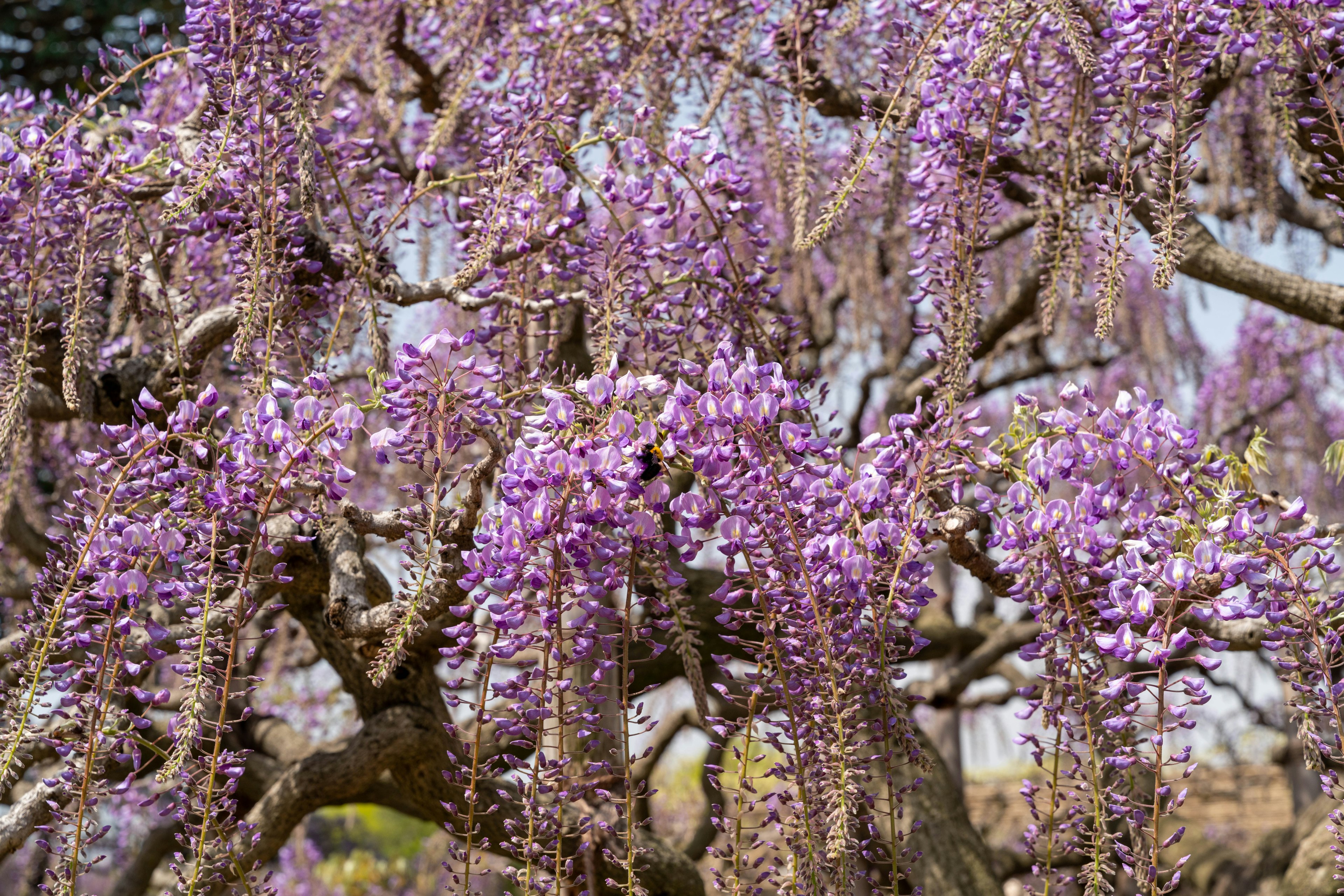 Bell'albero di glicine con fiori viola a cascata