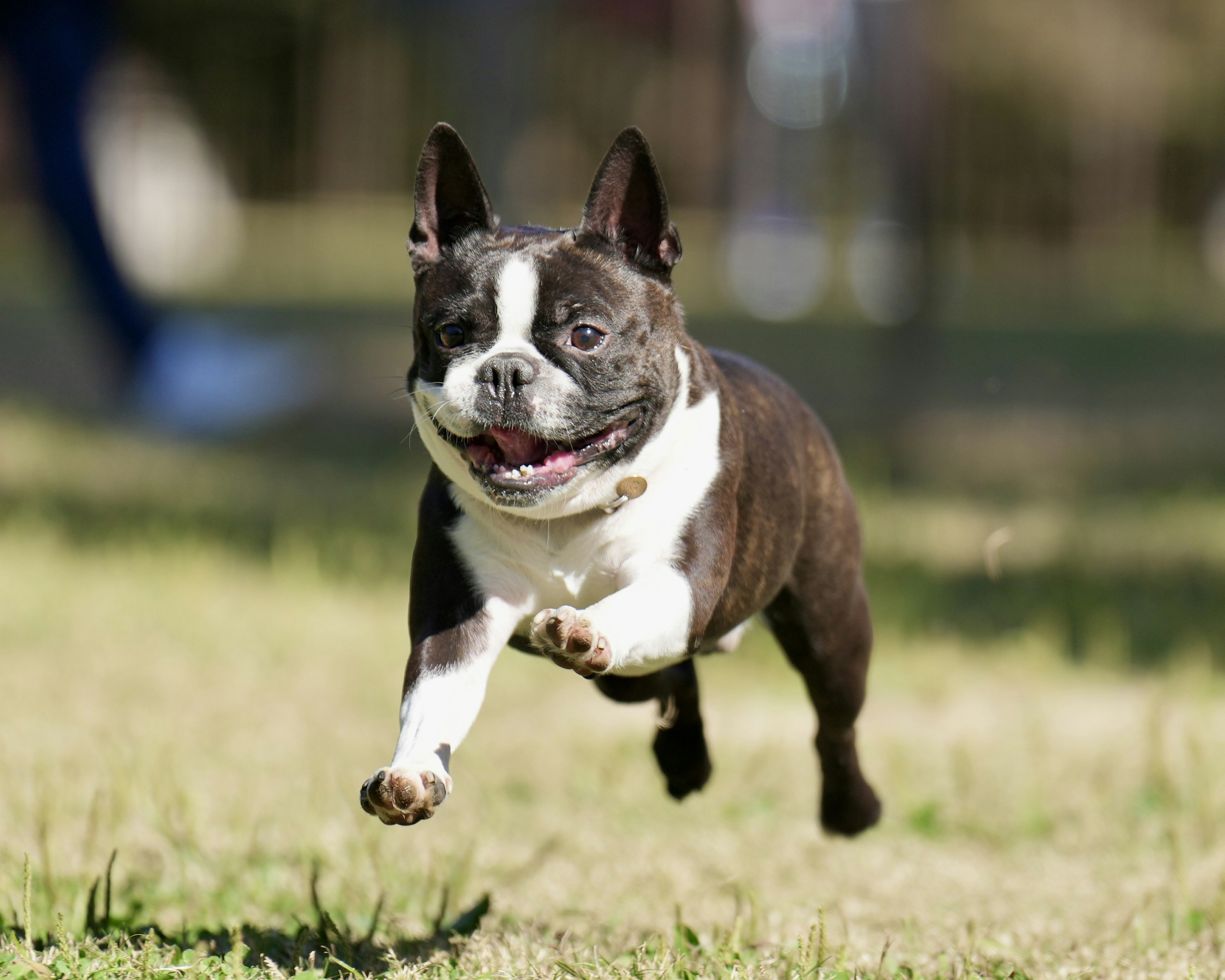 Chó Boston Terrier đang chạy năng động