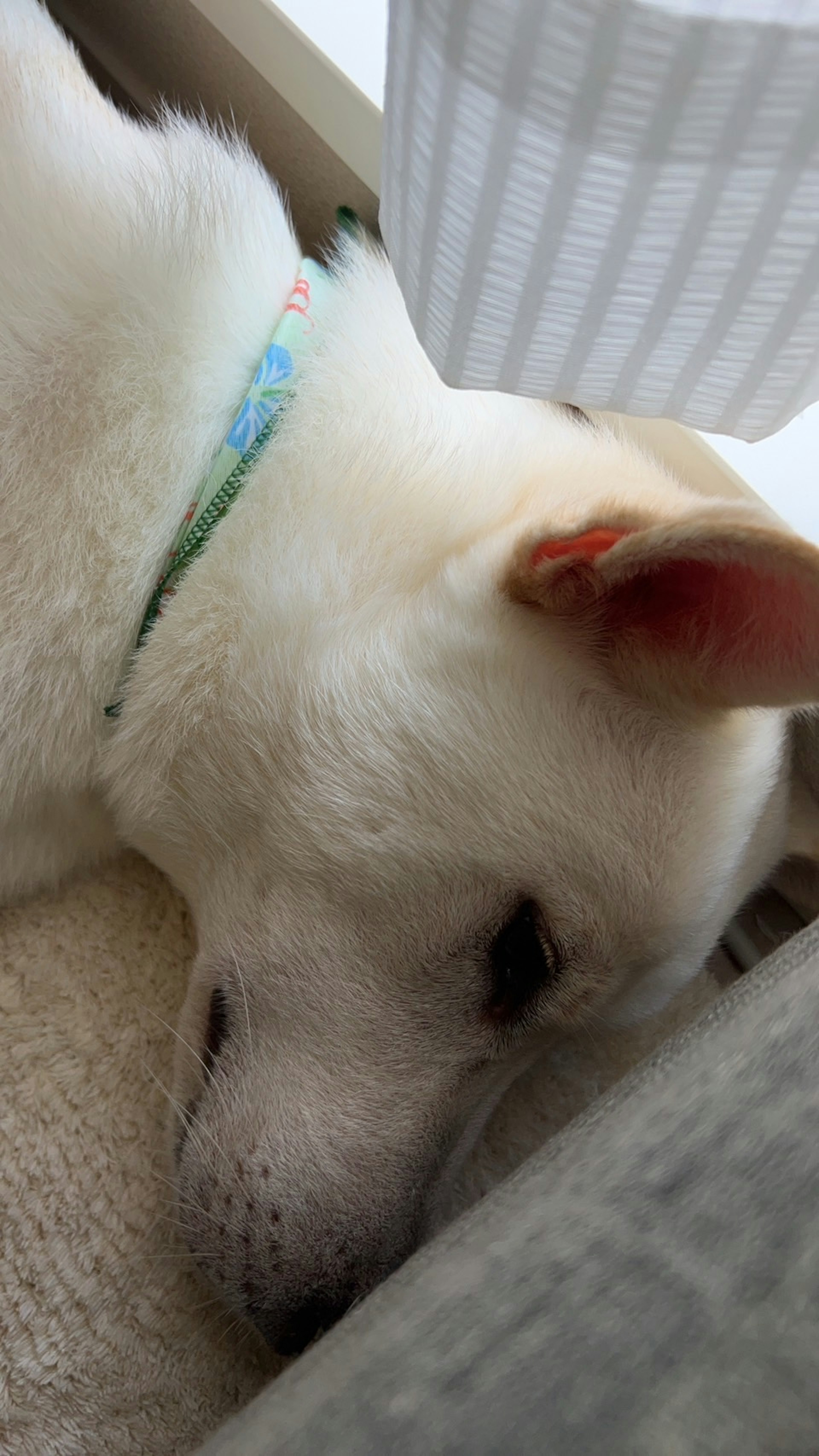 A sleeping white dog with visible ear and collar