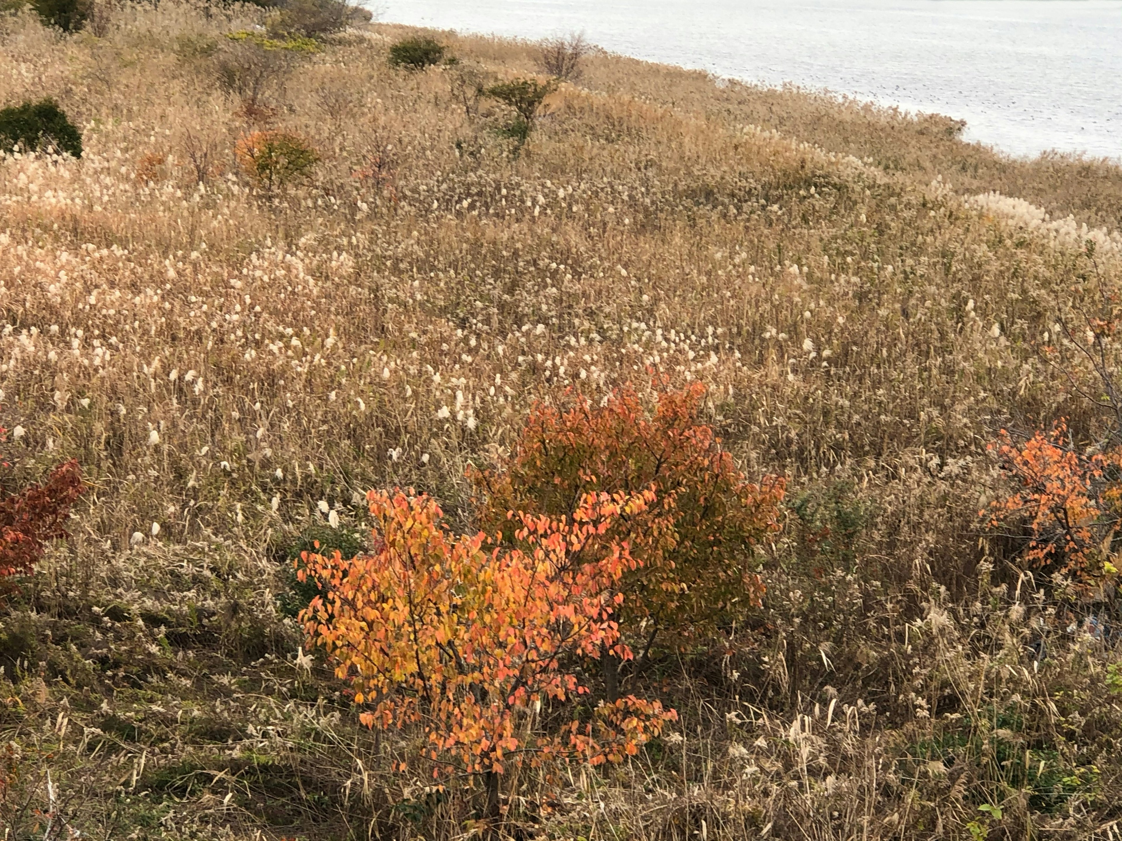 Paisaje de otoño con un árbol naranja y hierba seca