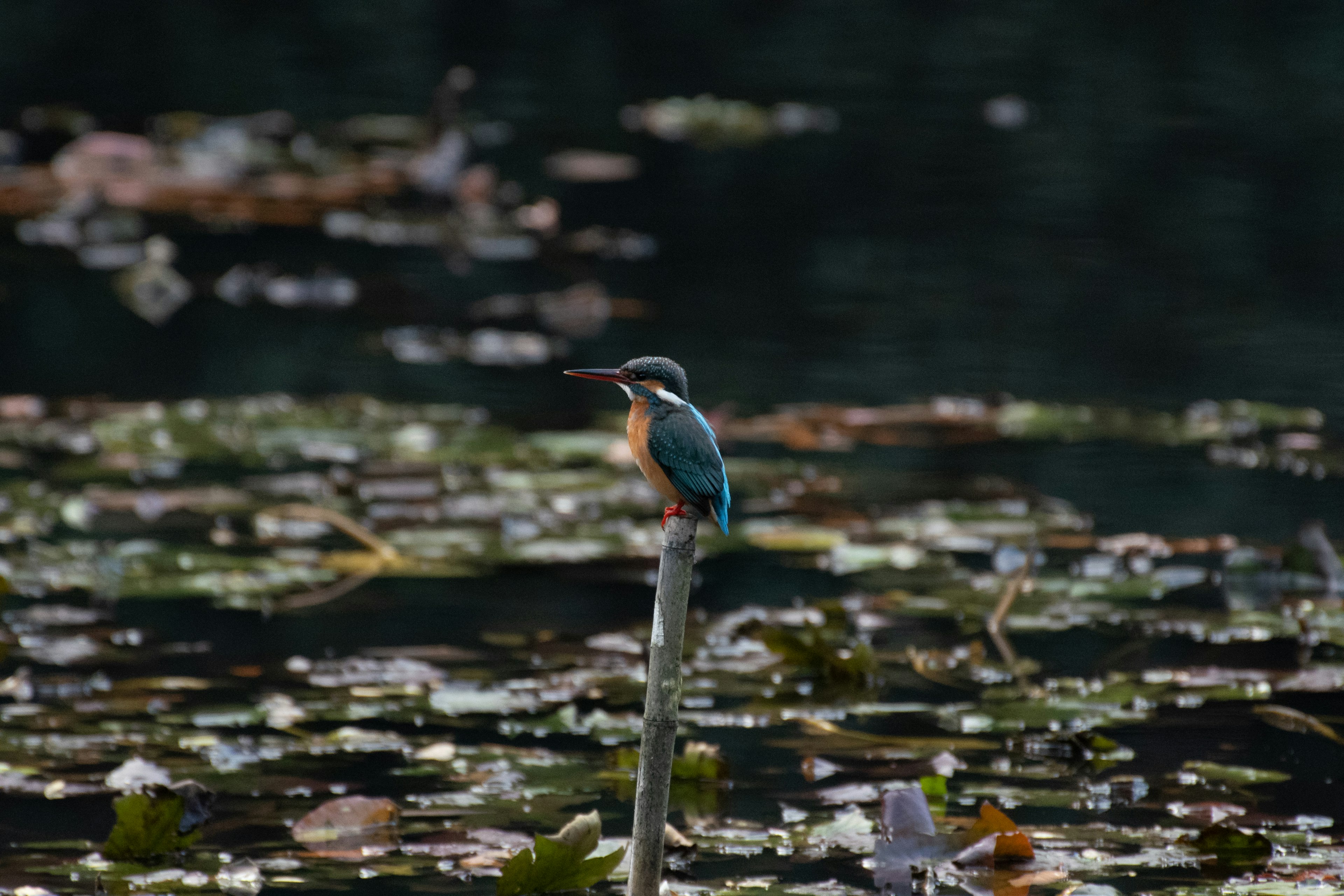 Eisvogel auf einem Pfahl zwischen Seerosen