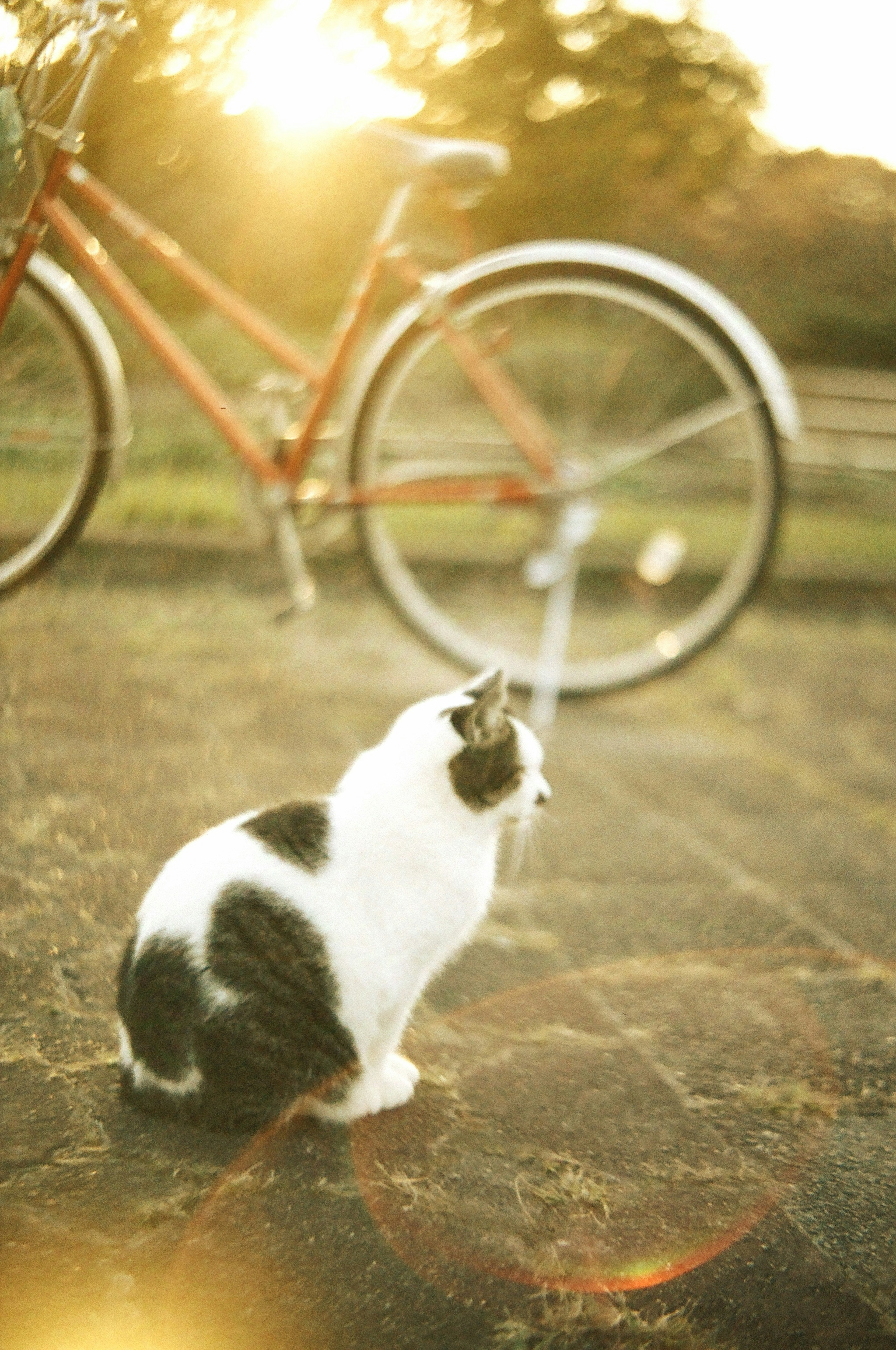 Gato blanco y negro sentado cerca de una bicicleta en la luz del atardecer