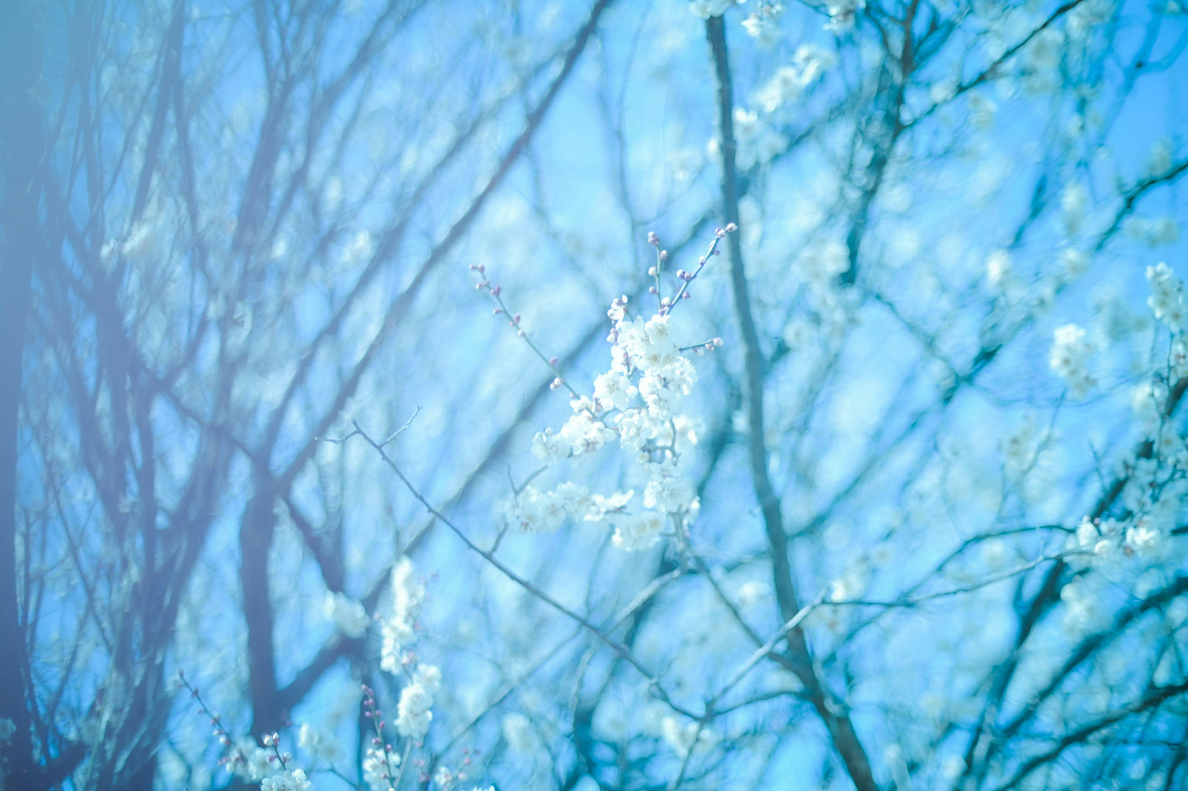 Verschwommene Darstellung von dünnen Zweigen und weißen Blüten unter einem blauen Himmel