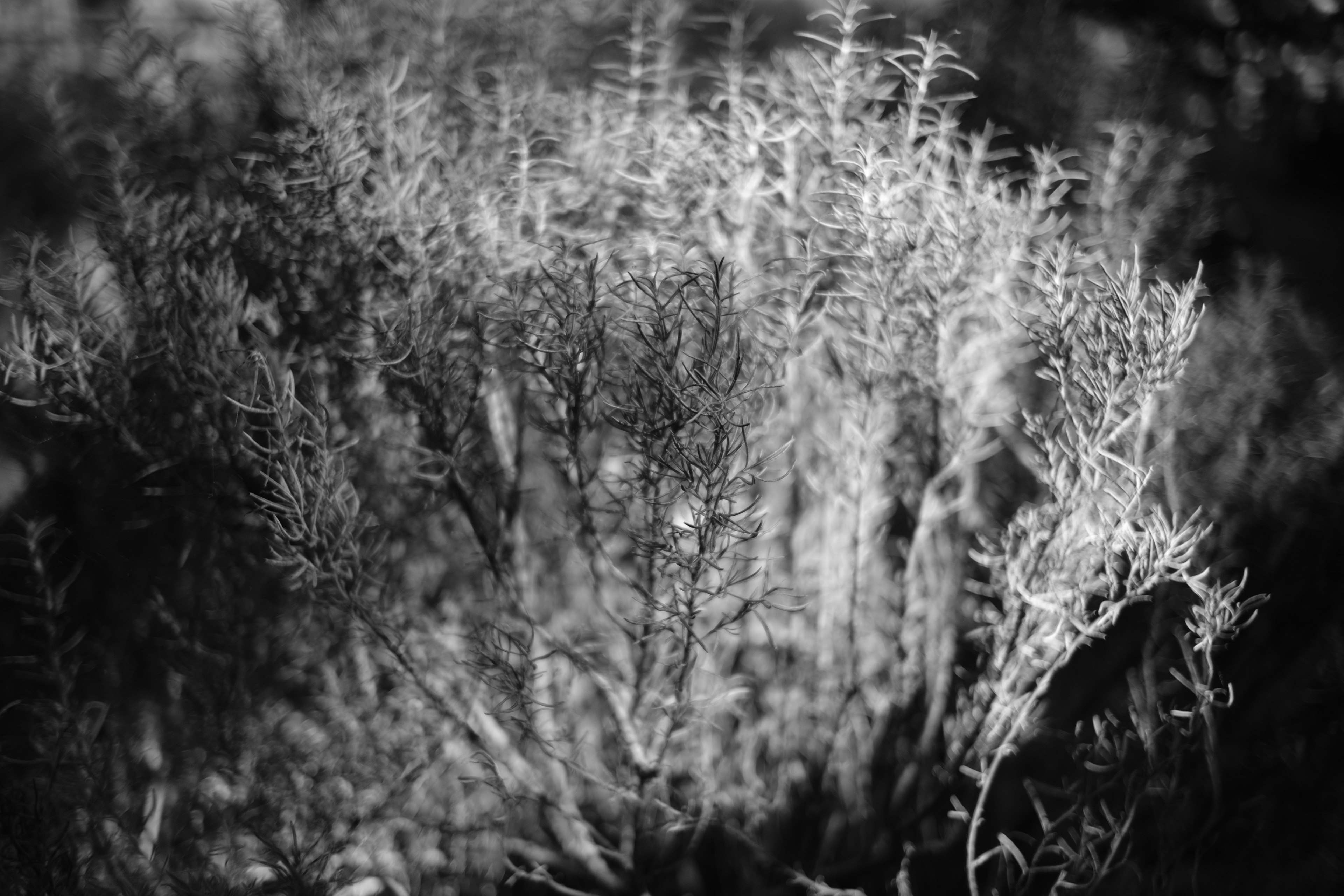 Close-up tanaman hitam putih dengan daun dan batang halus