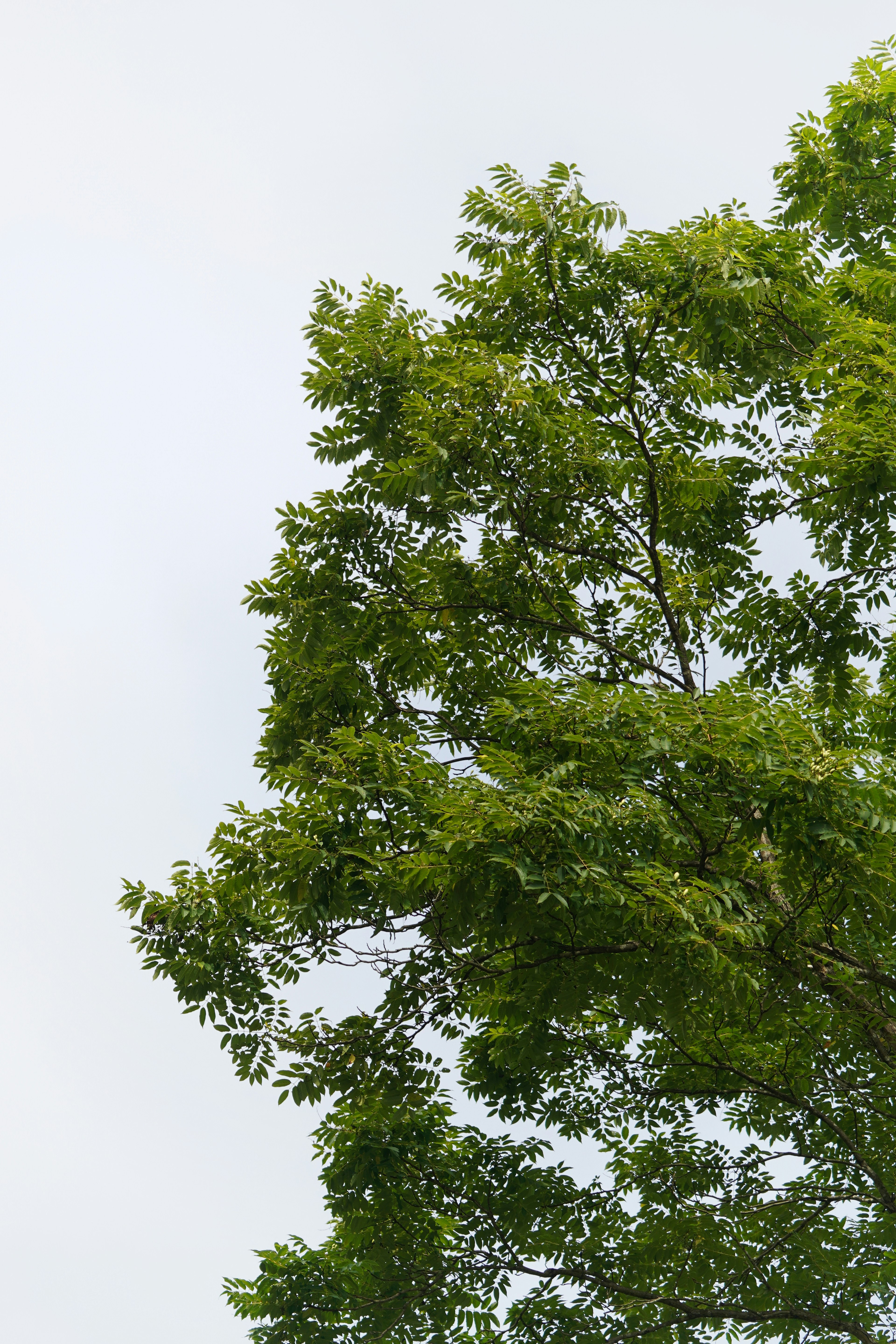 Oben eines Baumes mit üppigem grünem Laub, das zum Himmel reicht