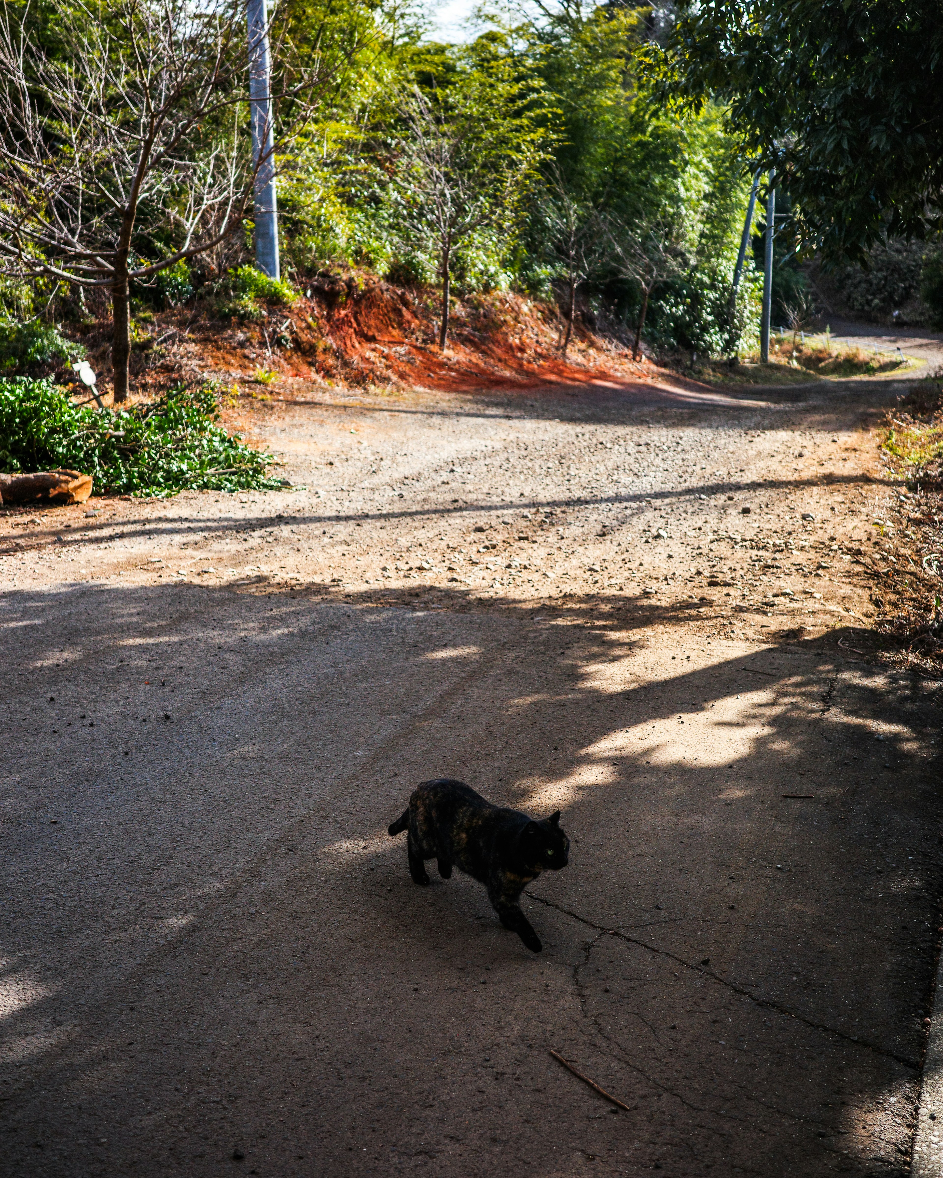 Eine schwarze Katze, die auf einem Kiesweg in einer üppigen grünen Landschaft geht