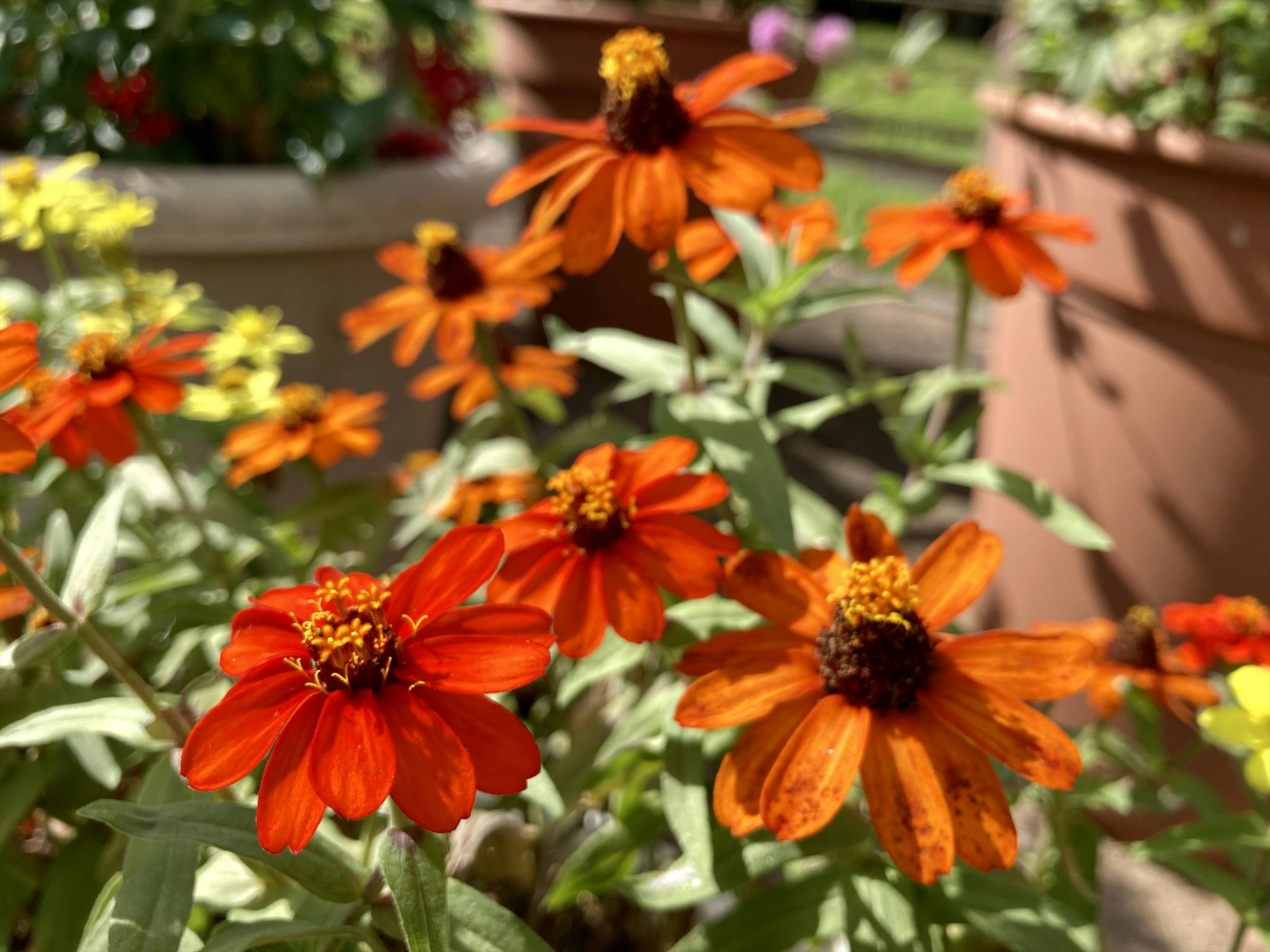 Una scena da giardino con fiori arancioni vivaci in fiore