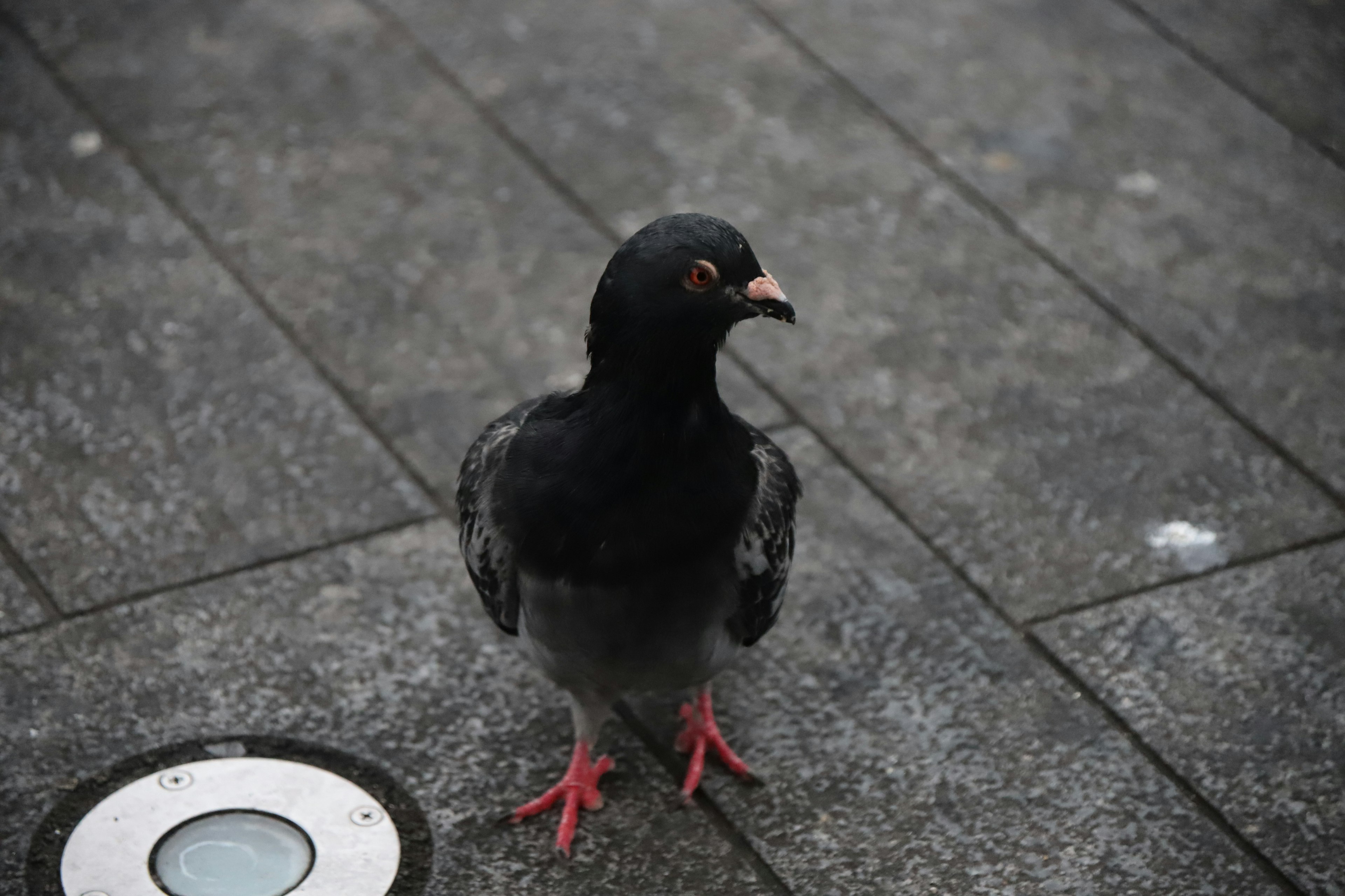 A black pigeon standing on the ground