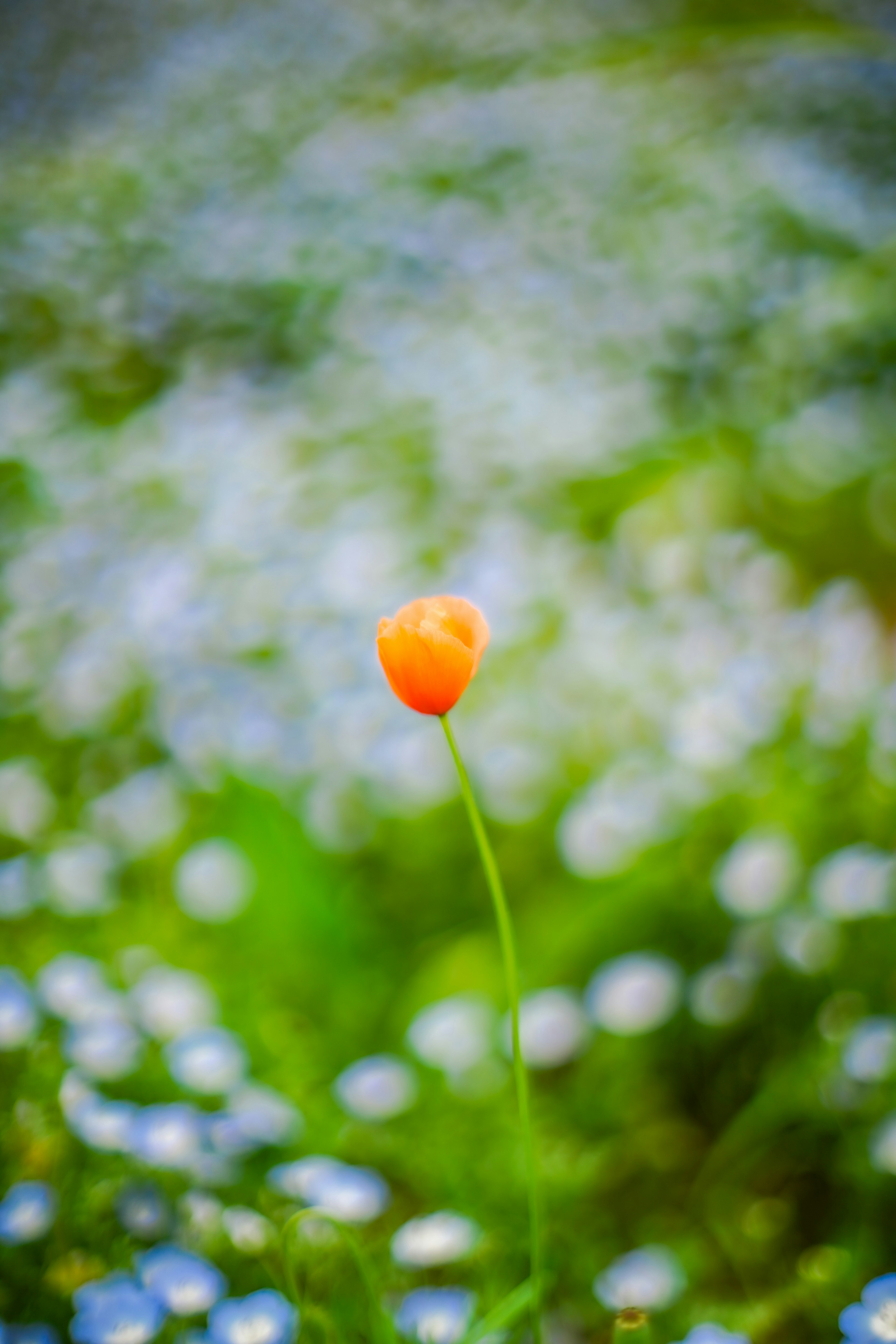 オレンジ色の花が青い小花の中で際立っている風景