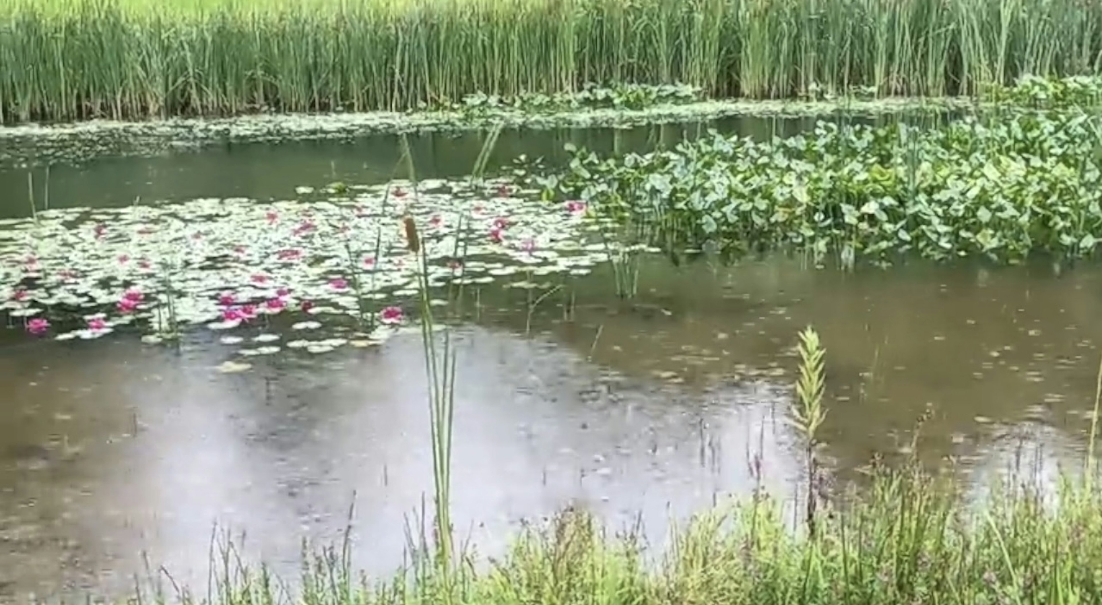 Scène de mare sereine avec des nénuphars flottants et une herbe verte luxuriante