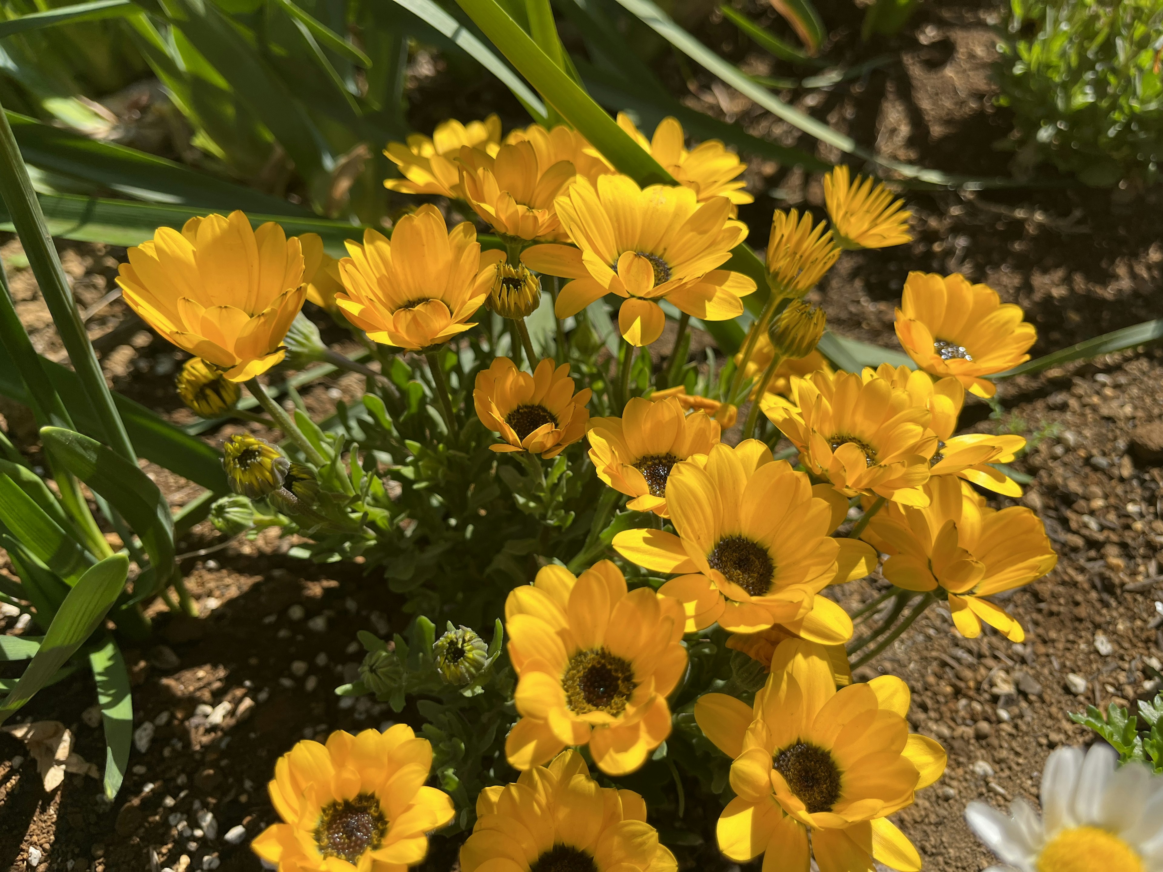 鮮やかな黄色の花が咲いている庭のシーン