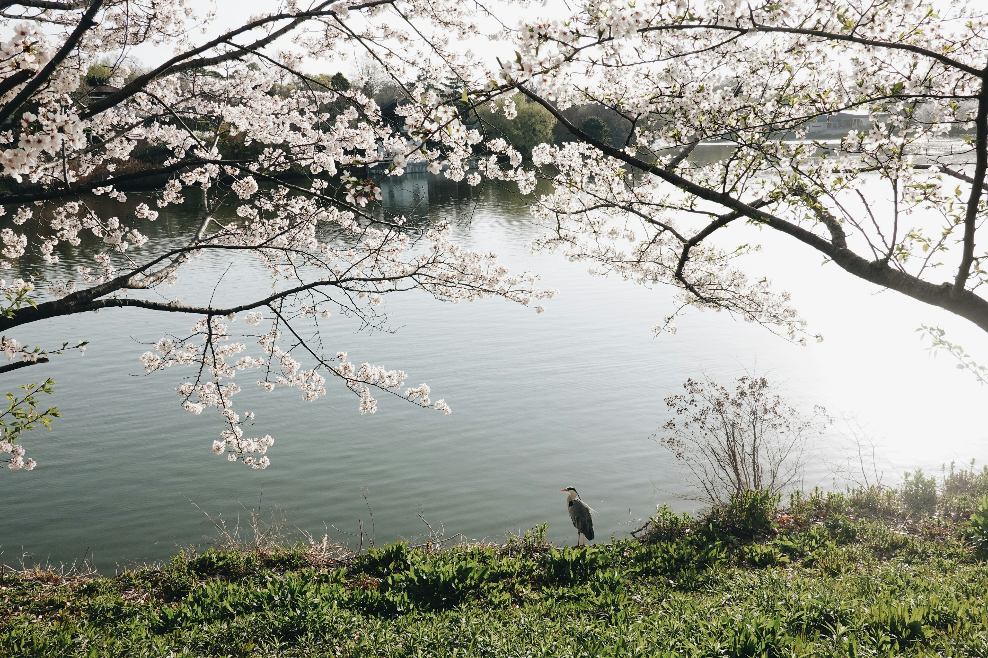 桜の花が咲く川岸の風景と水面の反射