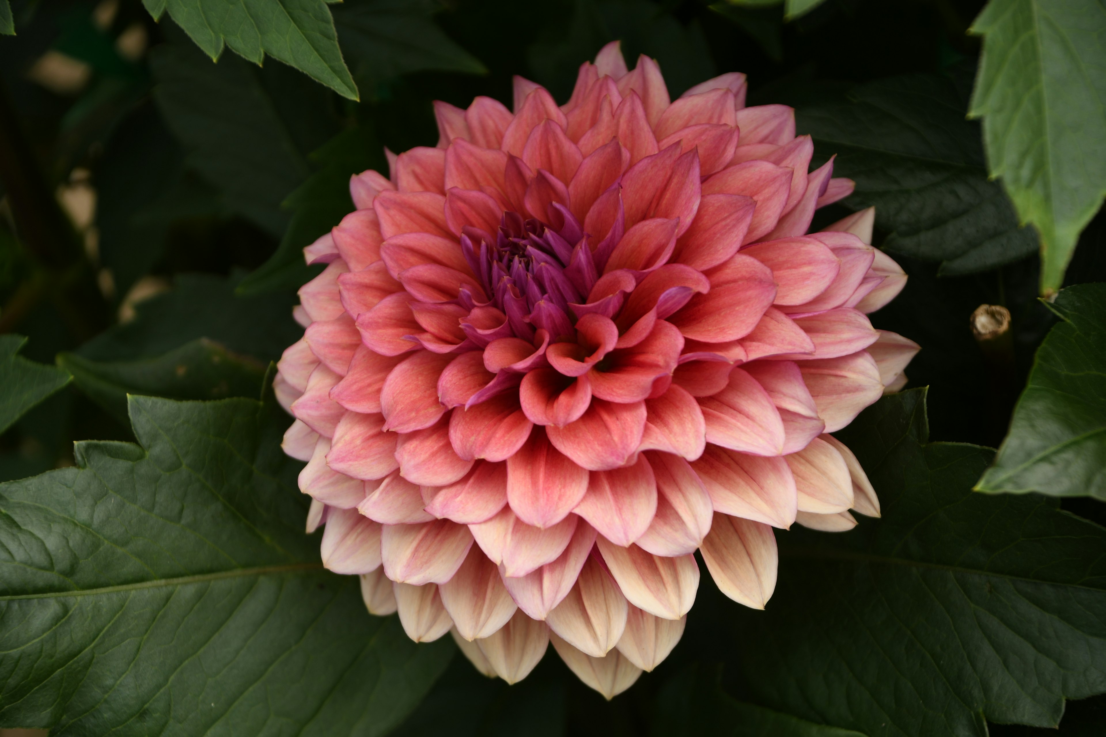 Hermosa flor de dalia con pétalos rosas y crema rodeada de hojas verdes