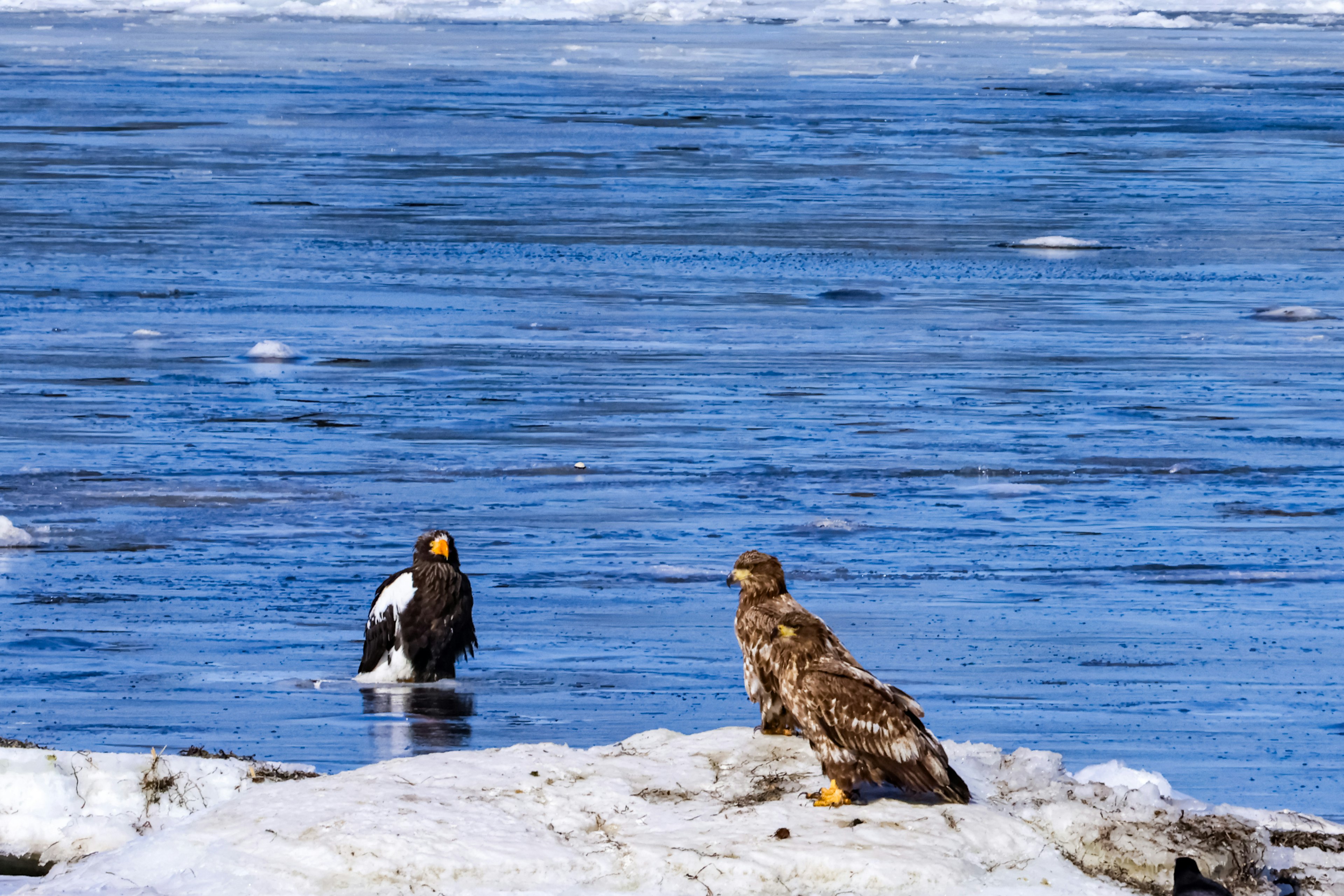 Dos águilas de pie sobre el hielo una con plumas negras y blancas y la otra con plumas marrones