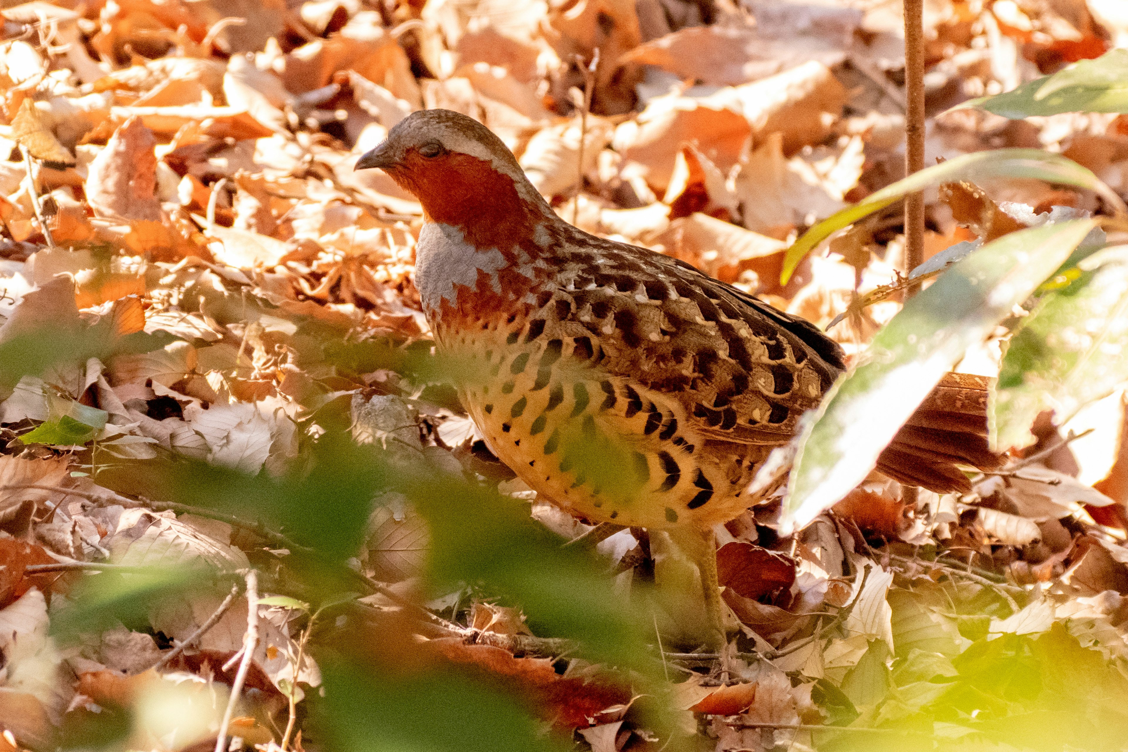 Vogel steht zwischen Herbstblättern mit buntem Gefieder und komplizierten Mustern