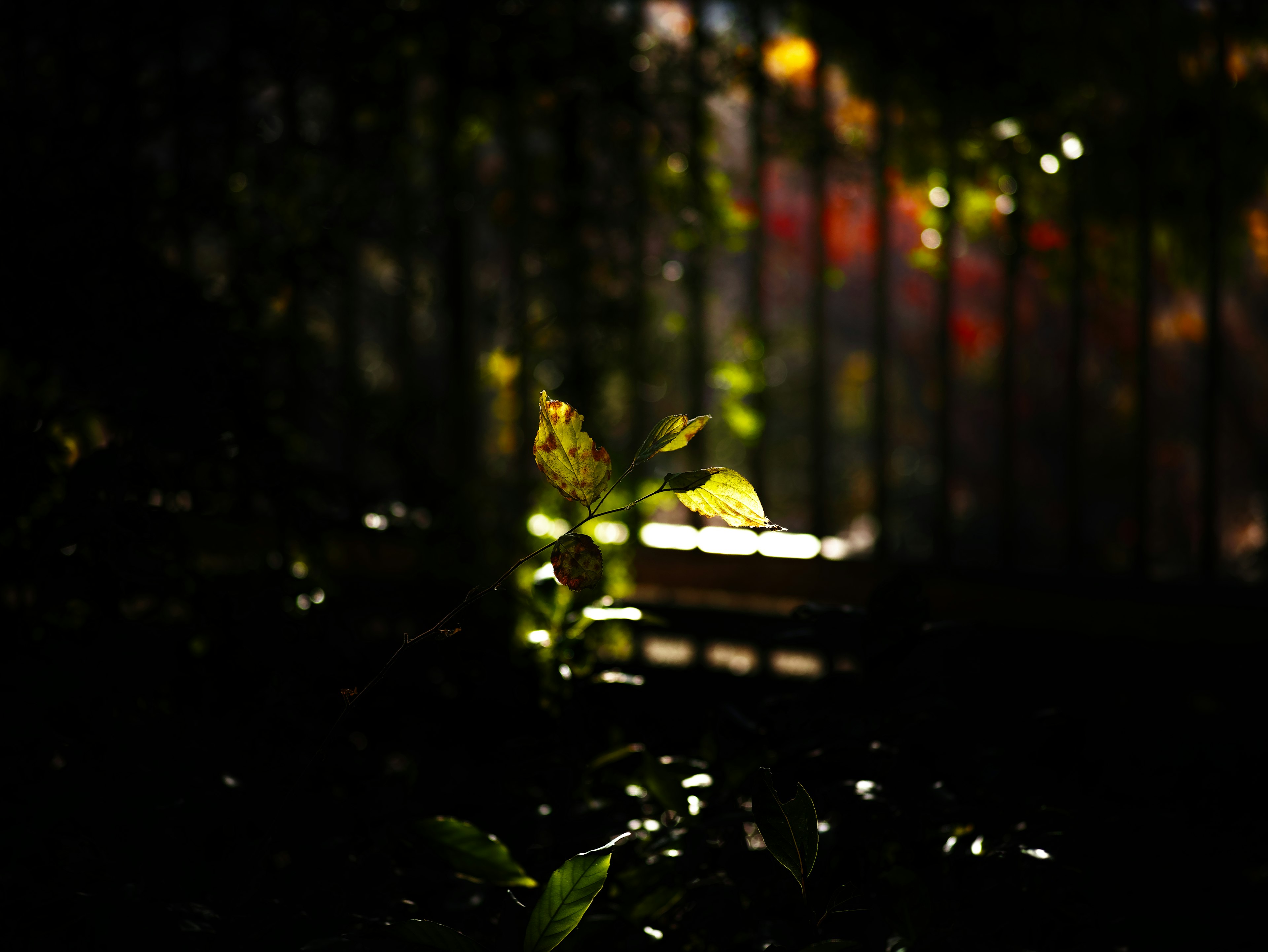 Hojas verdes brillantes en luz tenue con fondo colorido borroso