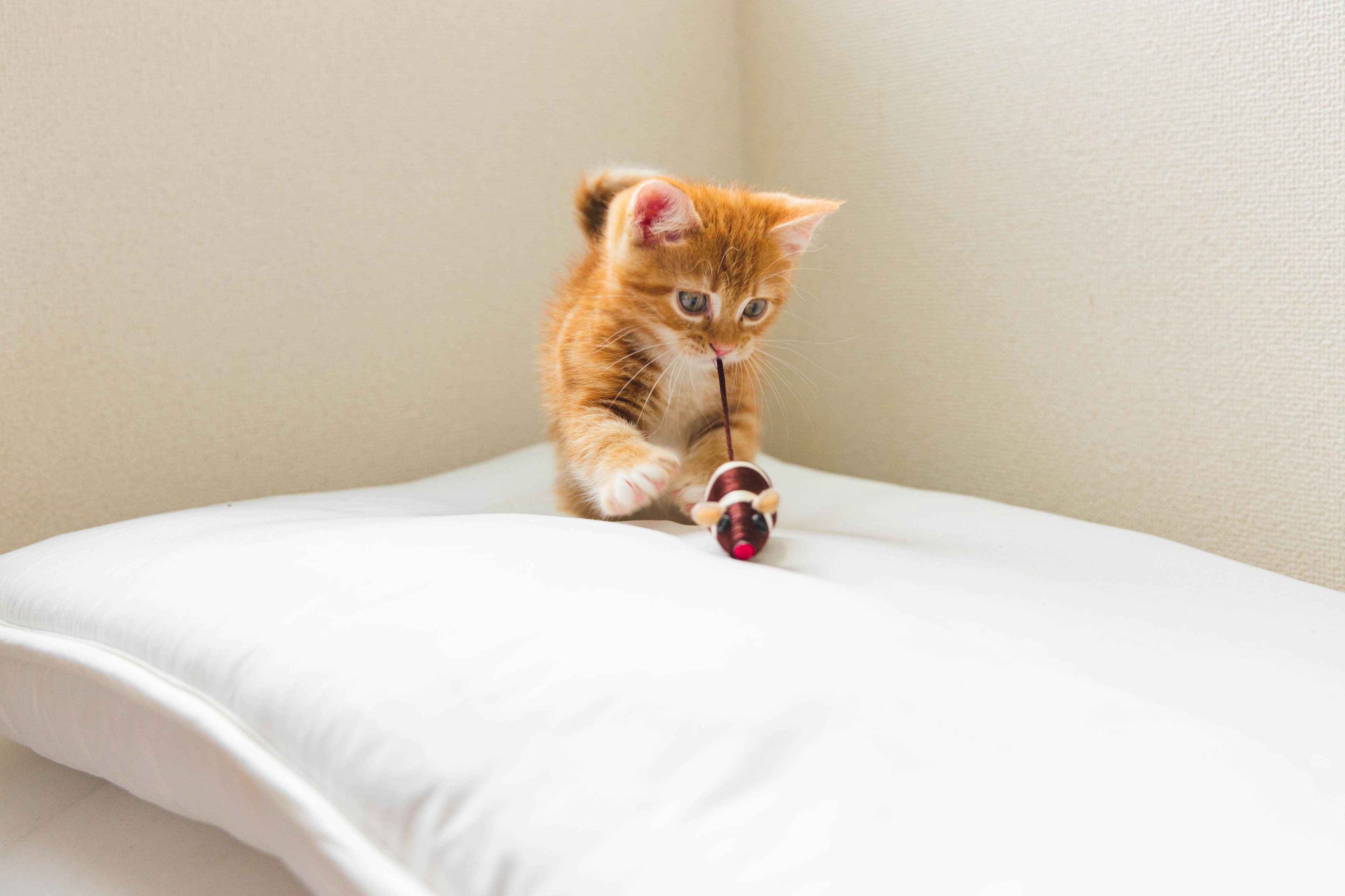 Seekor anak kucing oranye bermain di atas bantal putih