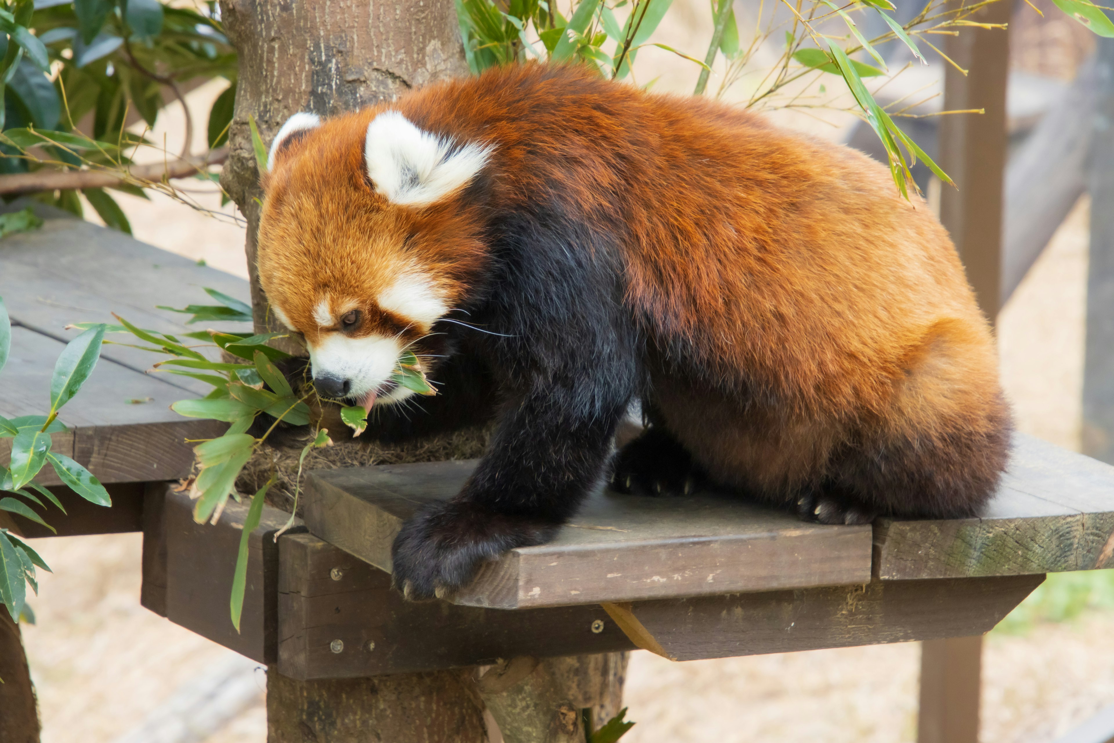 Un panda rojo comiendo hojas de bambú en una plataforma de madera