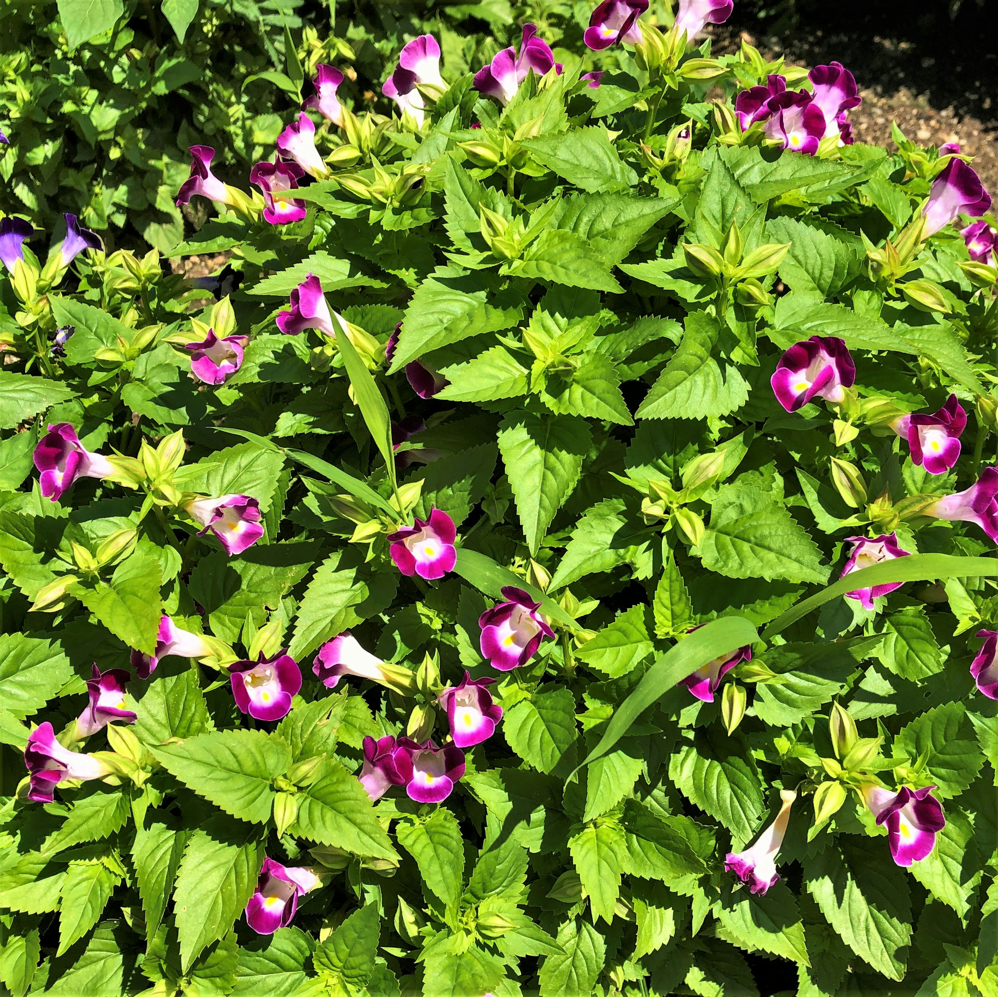 Une plante verte luxuriante avec des grappes de fleurs violettes et blanches